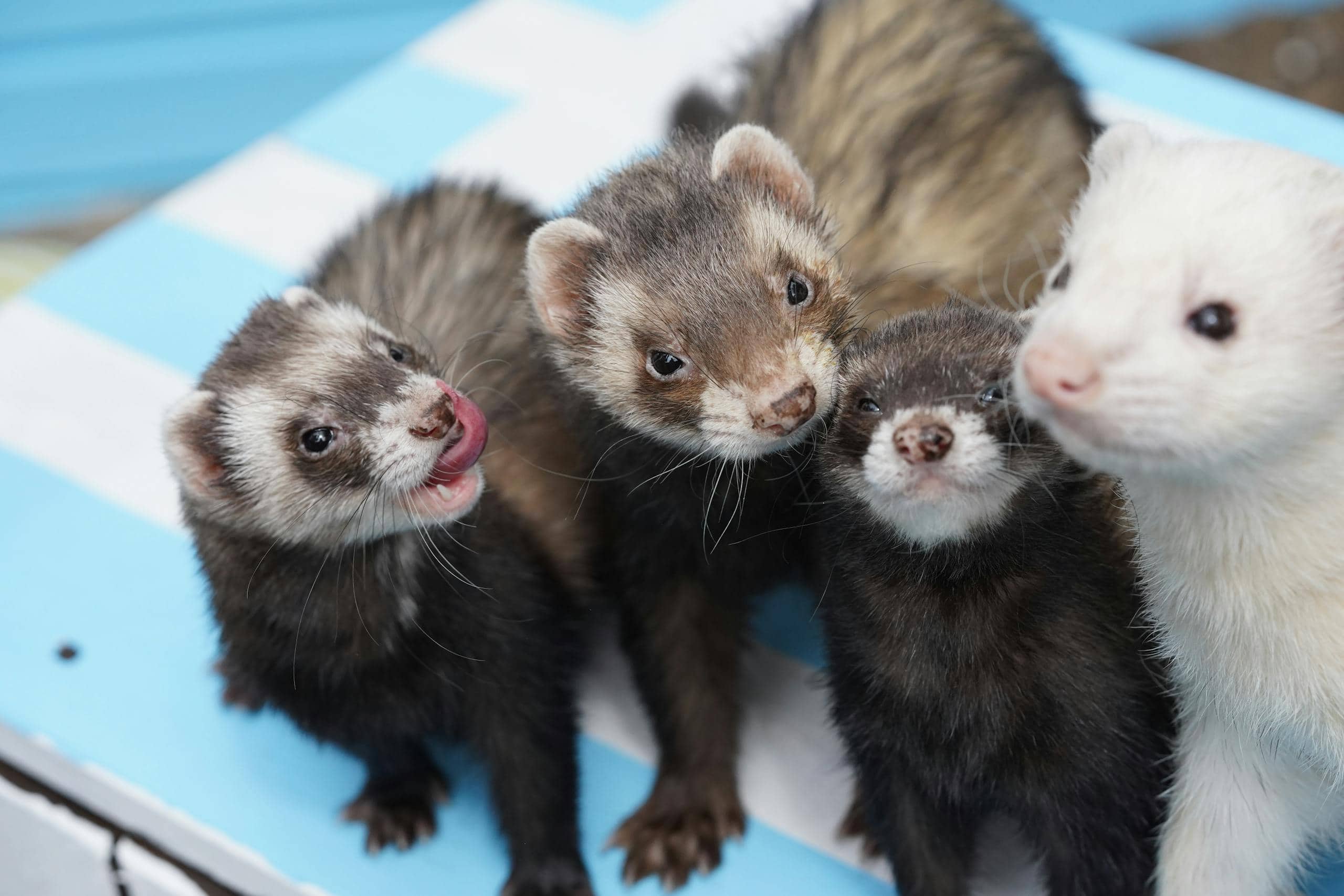 What Do Ferrets Symbolize? Spiritual and Symbolic Meaning Four ferrets huddled together, their fur soft and varied in color, all gazing curiously in one direction. Image used for the article what do ferrets symbolize.