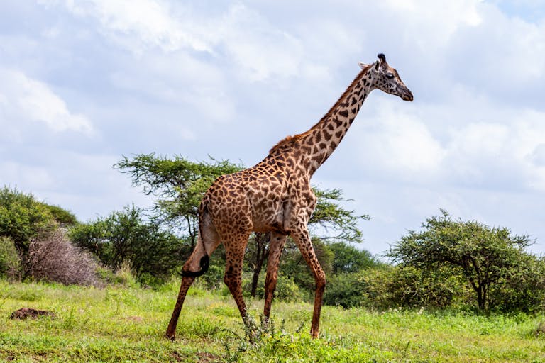 Image of giraffe walking gracefully through a green, lush safari landscape with trees and tall grass. Image used for the article what do giraffes represent.