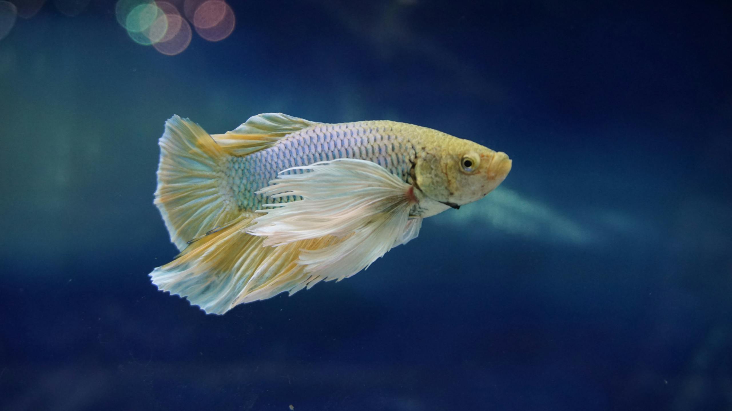 Image of a blue and mustard-colored betta fish swimming gracefully in a clear aquarium with gentle lighting.