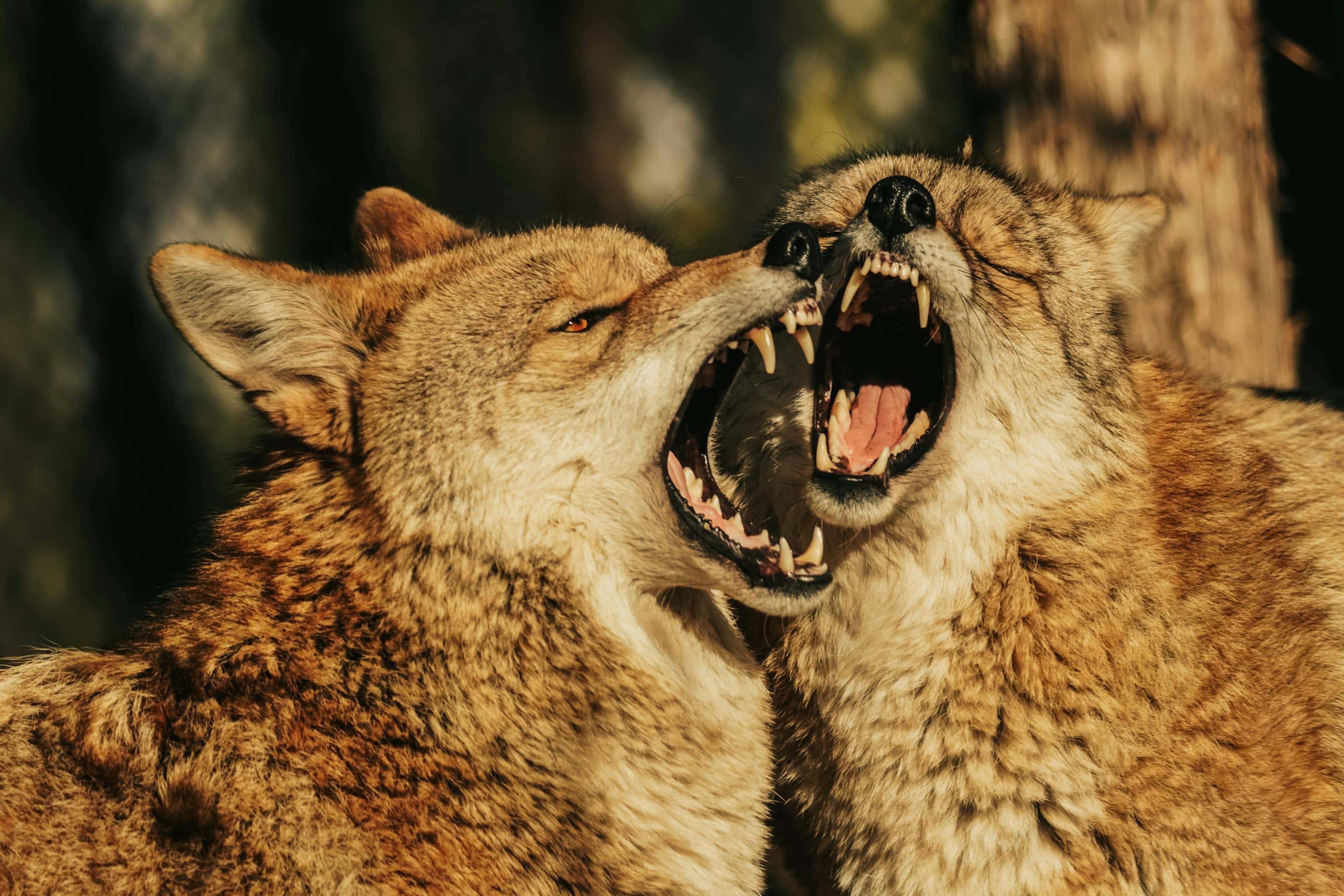 Coyote Spirit Animal - Symbolism and Spiritual Meanings Image of a two coyotes with open mouths, showing sharp teeth and intense expressions in a natural setting. Image used for the article coyote spirit animal.