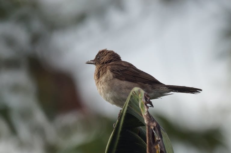 Image of a hermit thrush perched on a green leaf, surrounded by lush foliage, with soft natural lighting. Image used for the article hermit thrush symbolism.