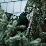 Image of a crow perches among pine branches, its dark feathers blending into the snowy, muted tones of the winter forest.