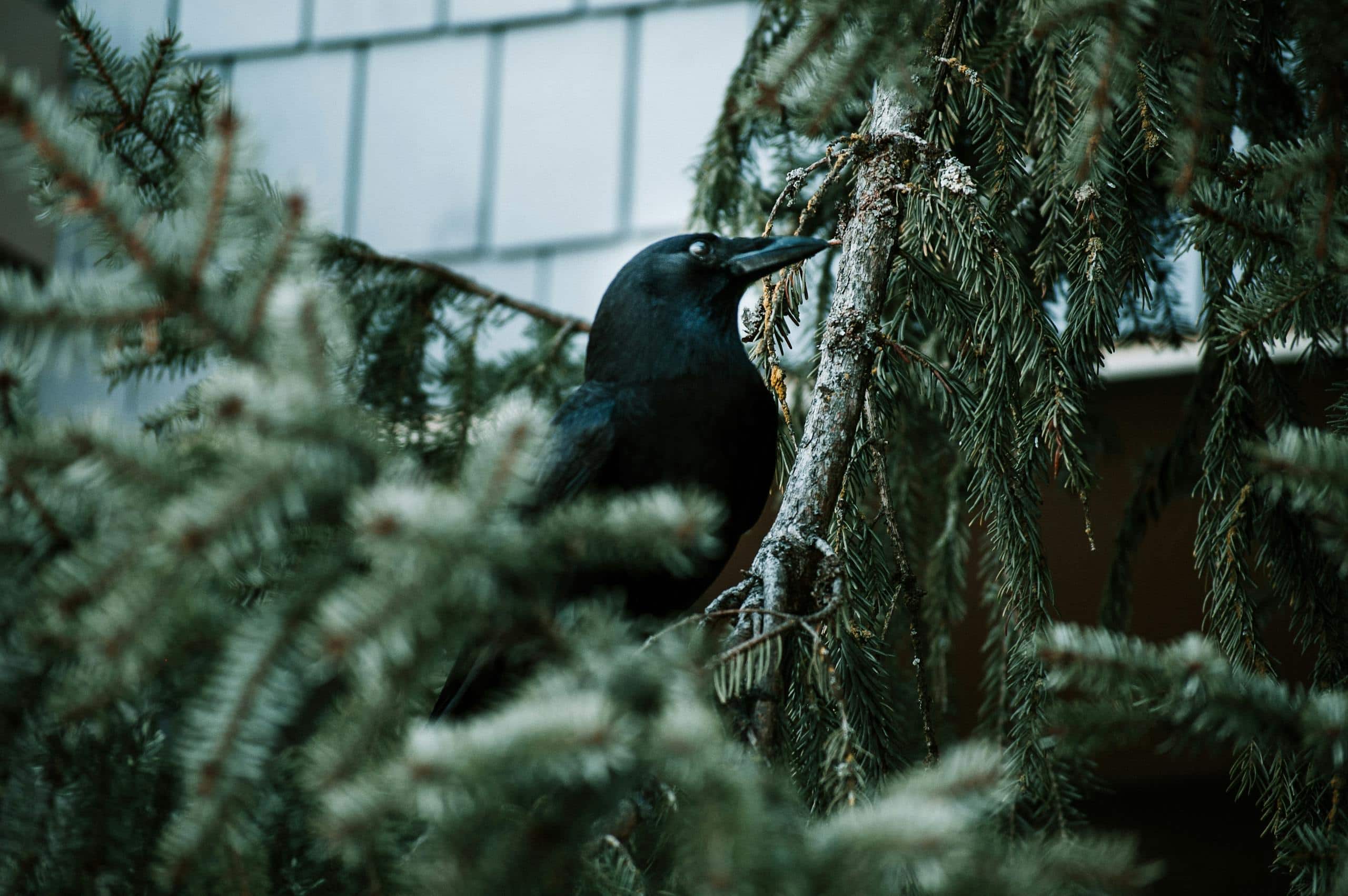 Crow Spirit Animal - Symbolic Meaning and Spiritual Significance Image of a crow perches among pine branches, its dark feathers blending into the snowy, muted tones of the winter forest.