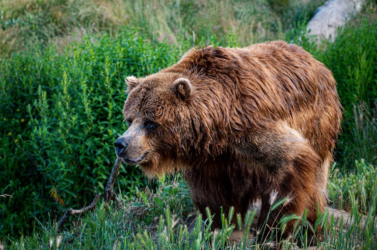 Image of a grizzly bear stands tall amidst lush green foliage, its powerful frame contrasting with the vibrant scenery. Image used for the article bear as a spirit animal