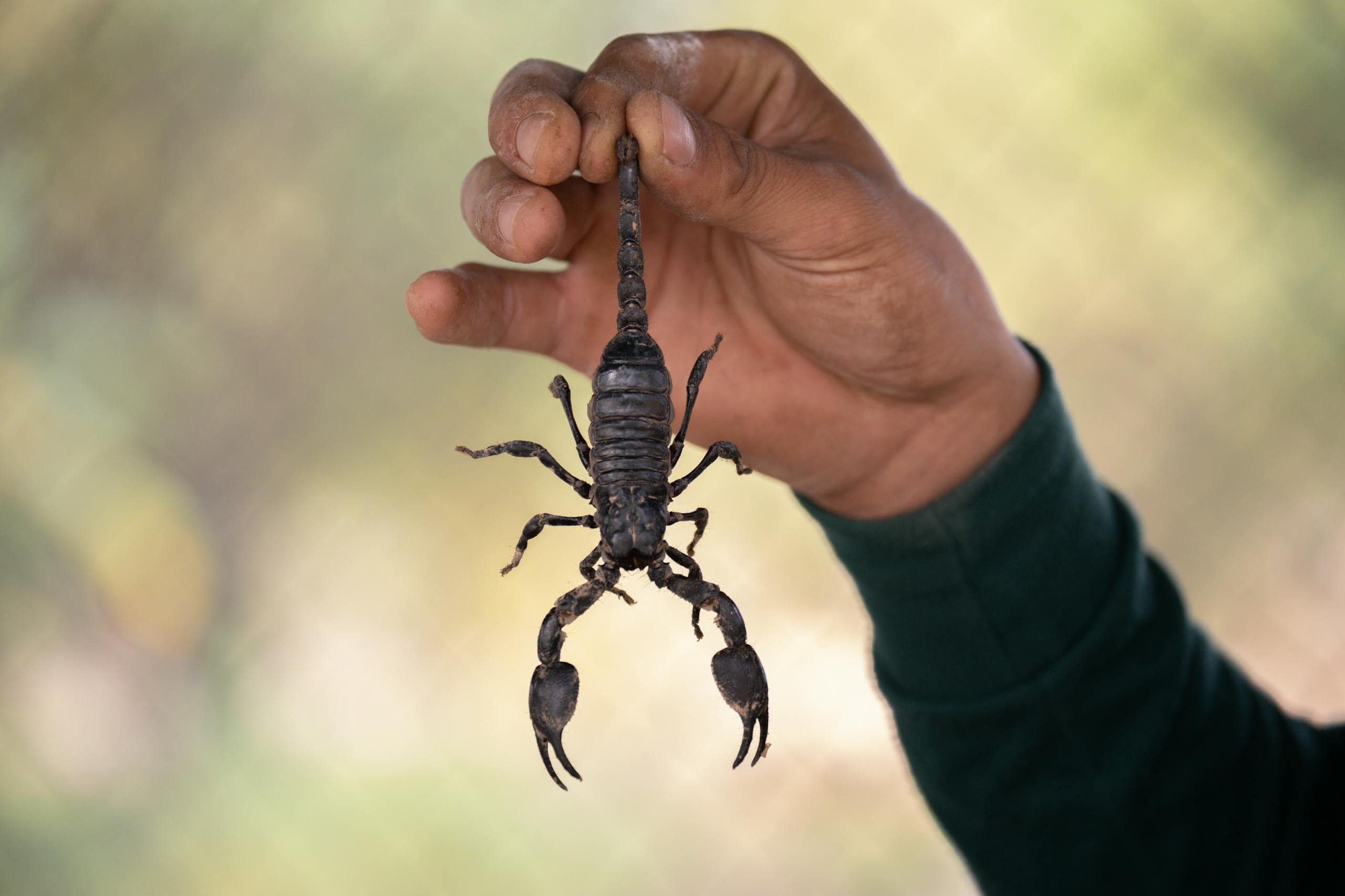 Symbolic Meaning of Scorpion in Ancient Cultures and Dreams Image of a scorpion in a person's hand outdoors, its pincers open and tail slightly curled, ready to strike. Image used for the article symbolic meaning of scorpion.
