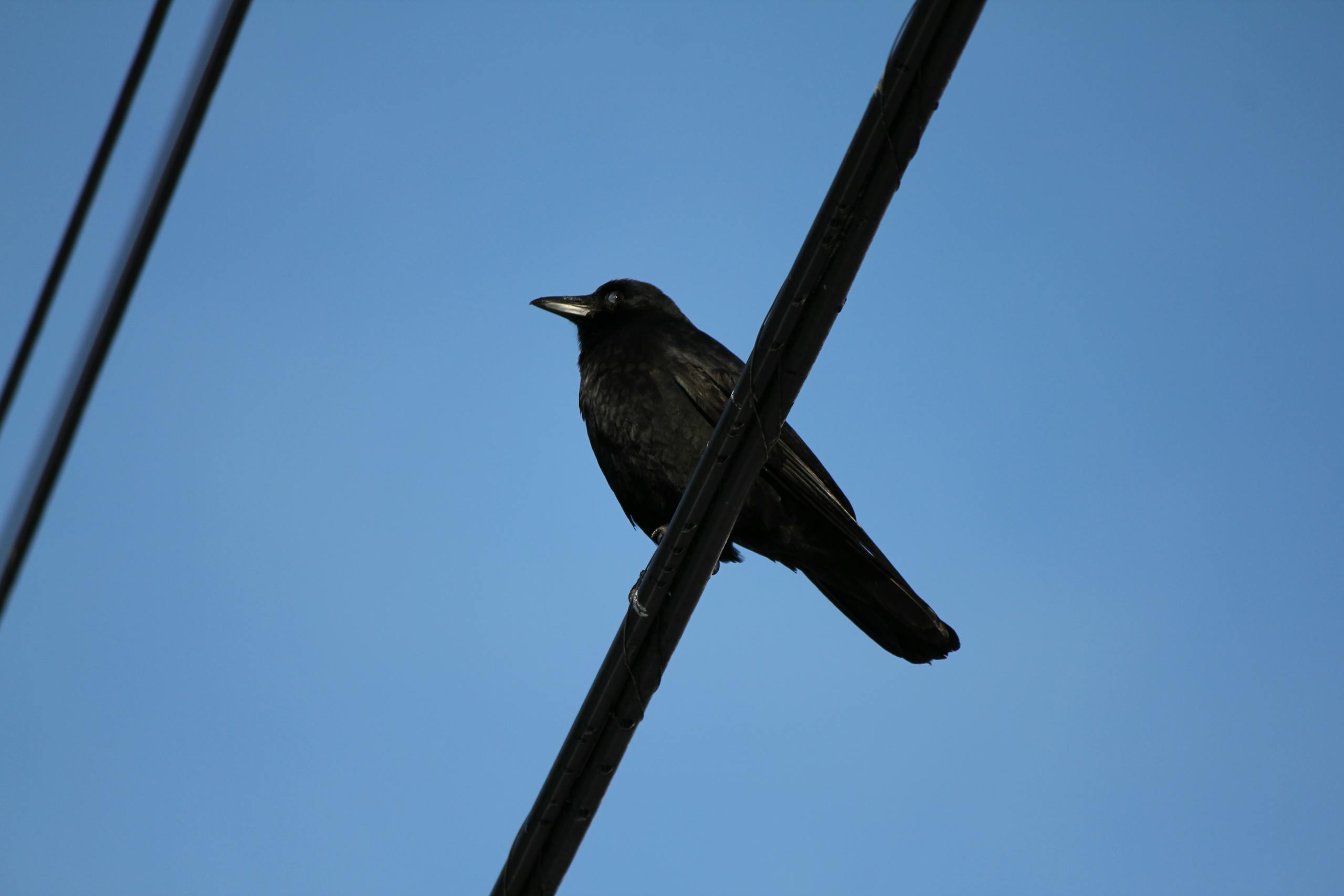 Crow Spirit Animal - Symbolic Meaning and Spiritual Significance Image of a lone crow perches on a power line against a vast blue sky, evoking solitude, freedom, and quiet reflection.