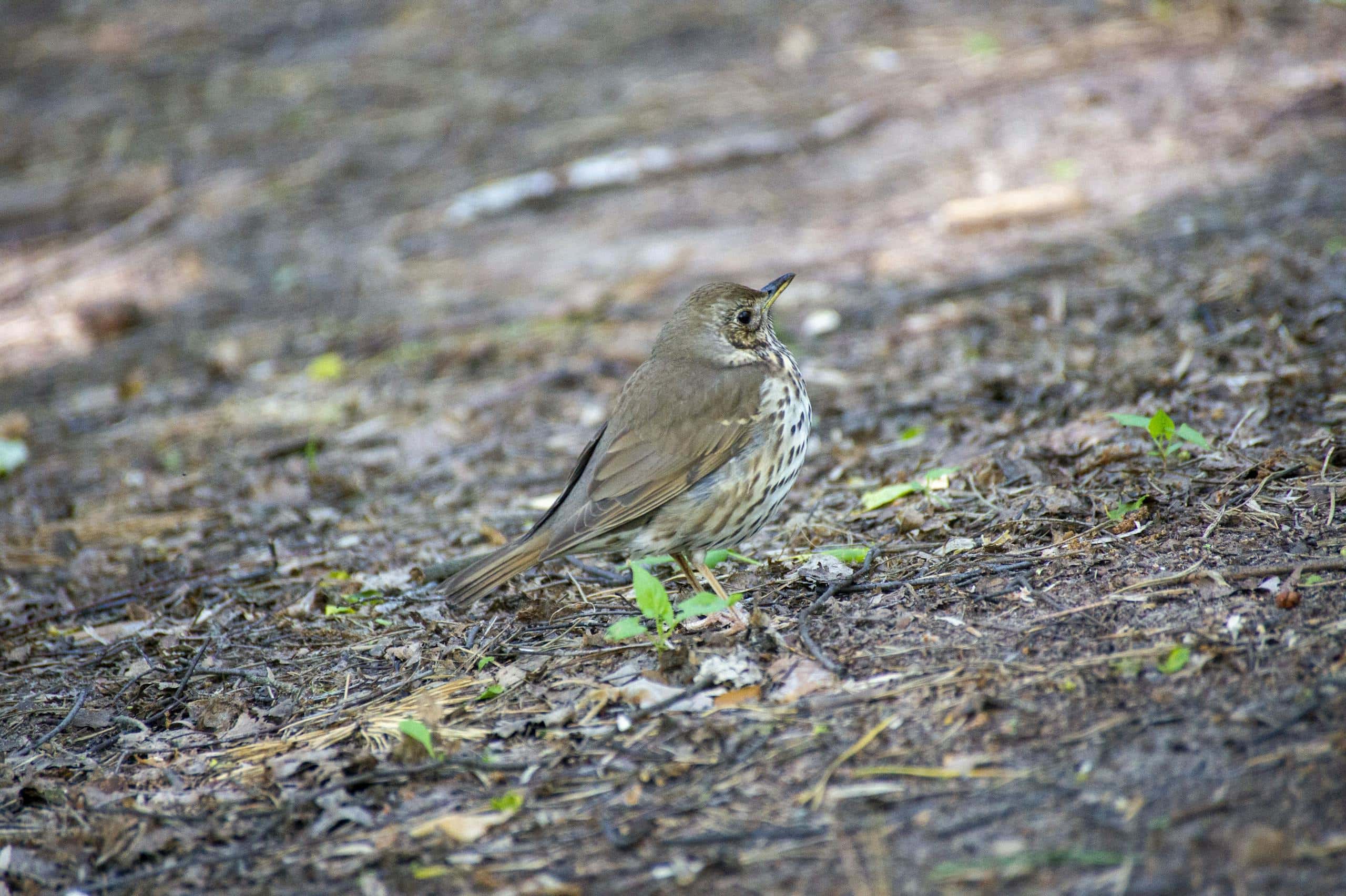 Image of a  thrush perches on a mossy branch in a dense forest, surrounded by lush green foliage.