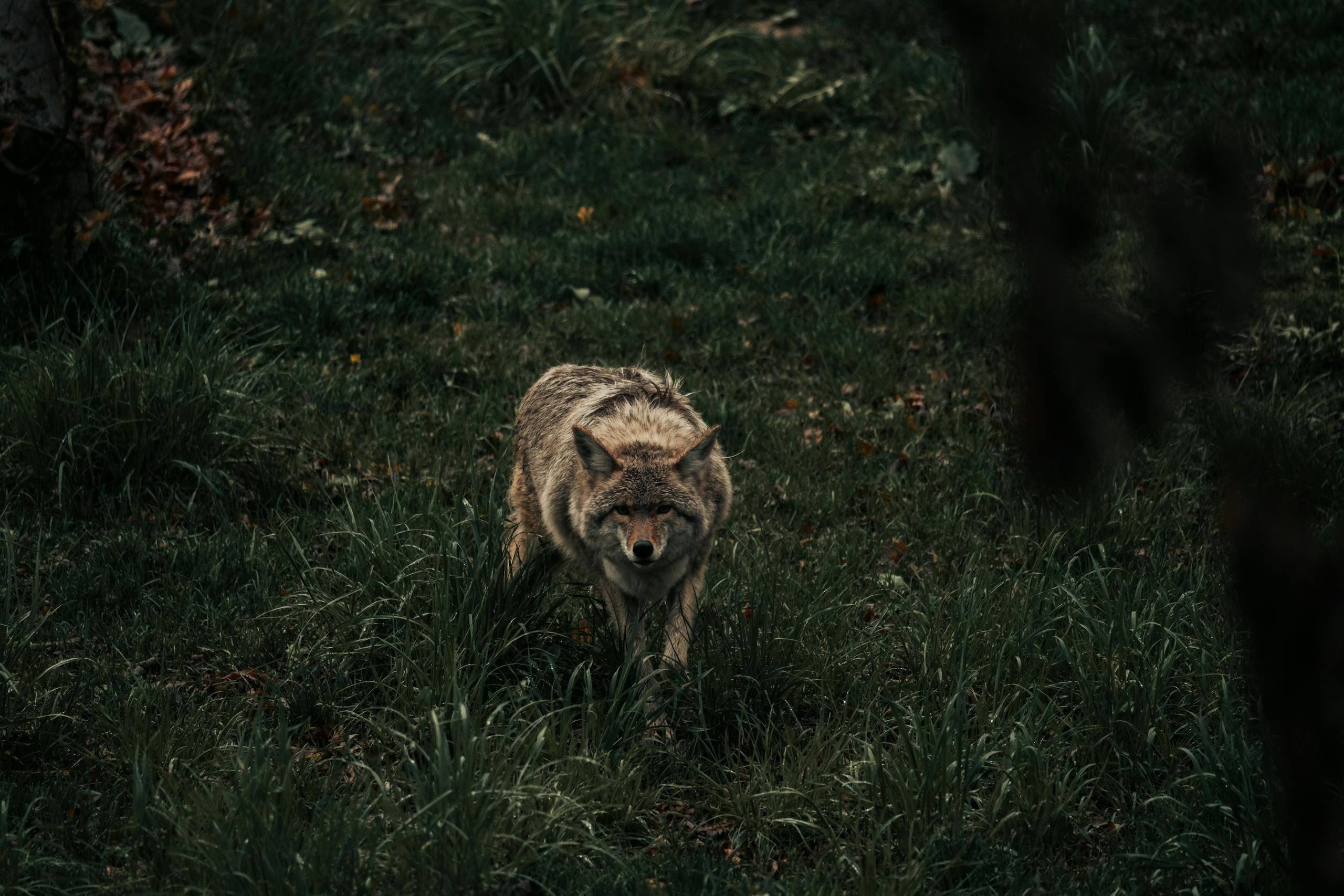 Coyote Spirit Animal - Symbolism and Spiritual Meanings Image of a eastern coyote stealthily moves through tall grass on a summer day, its fur blending with the golden hues.