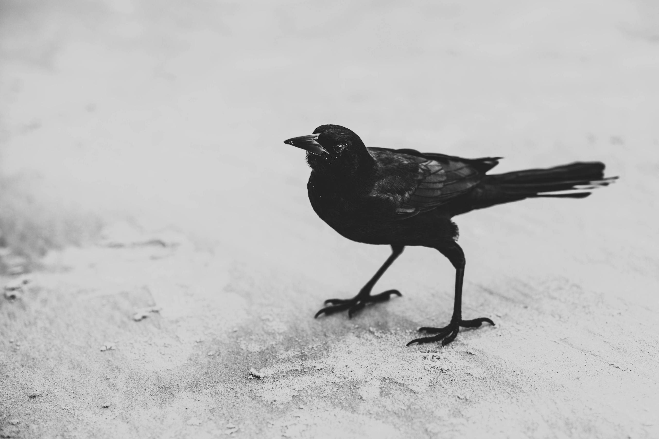 Image of a black and white photo of a crow standing, its dark feathers contrasting sharply against a light background.