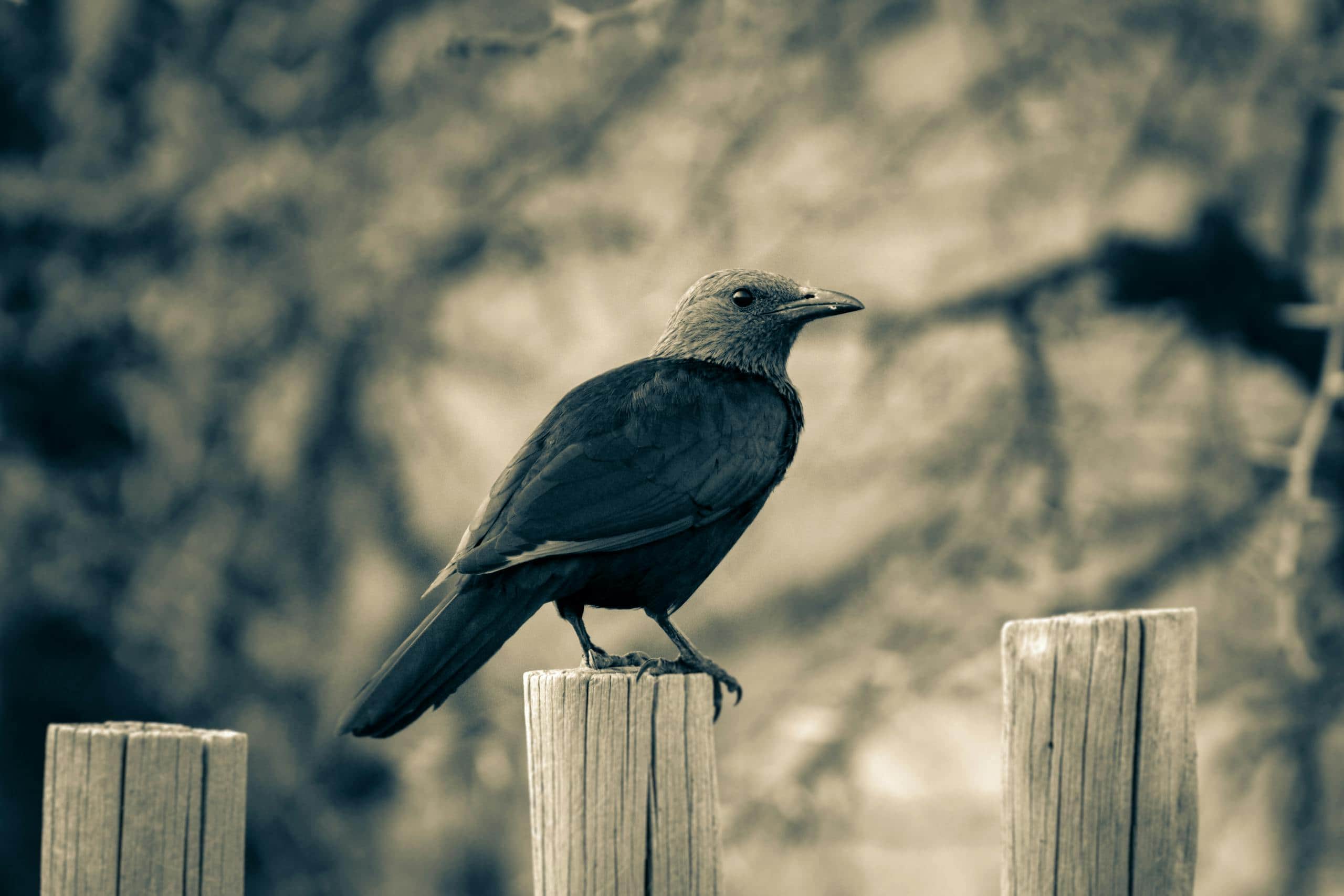 Crow Spirit Animal - Symbolic Meaning and Spiritual Significance Image of a cape Crow with glossy black feathers perched on a weathered wooden fence, gazing into the distance. Image used for the article crow spirit animal.