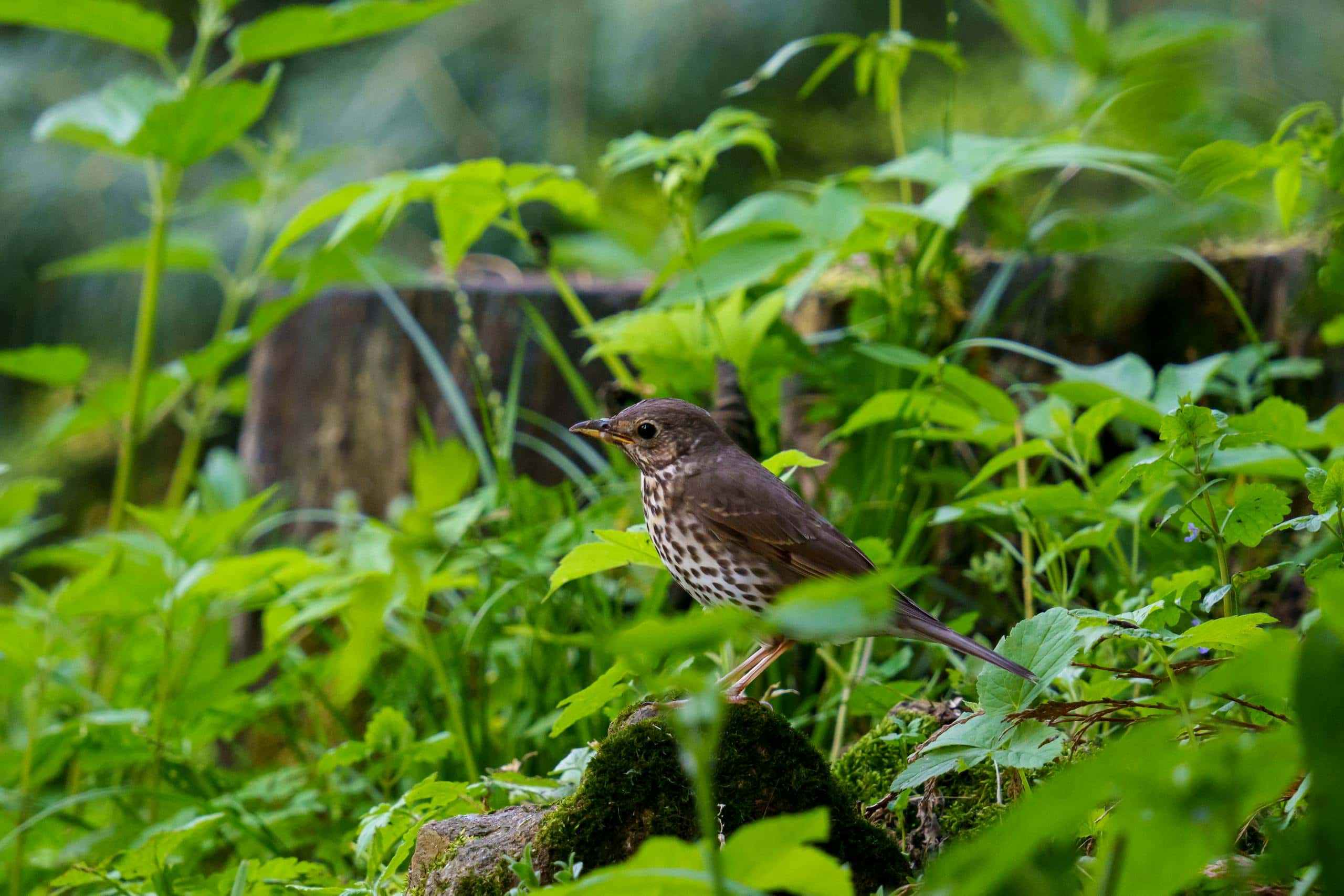 Image of a song thrush perched among vibrant green foliage, its speckled chest visible as it sings melodiously.