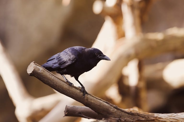 Image of a black crow perched on a tree branch, its feathers sleek and glossy, gazing into the distance. Image used for the article spirit animal raven meaning.