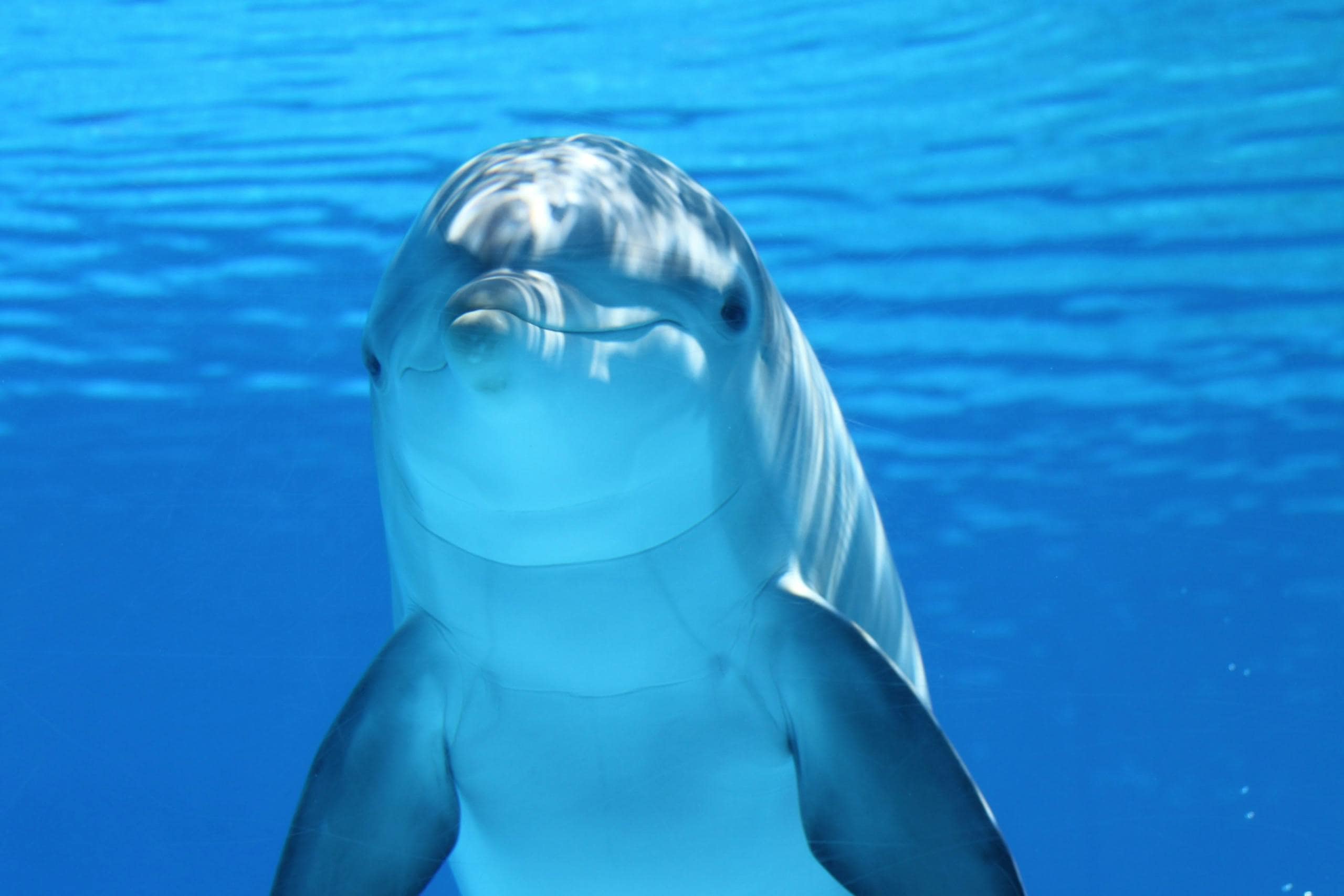 Dolphin as Spirit Animal - Spiritual and Symbolic Meaning Image of a dolphin swims through clear blue water, its sleek body gliding just beneath the surface.