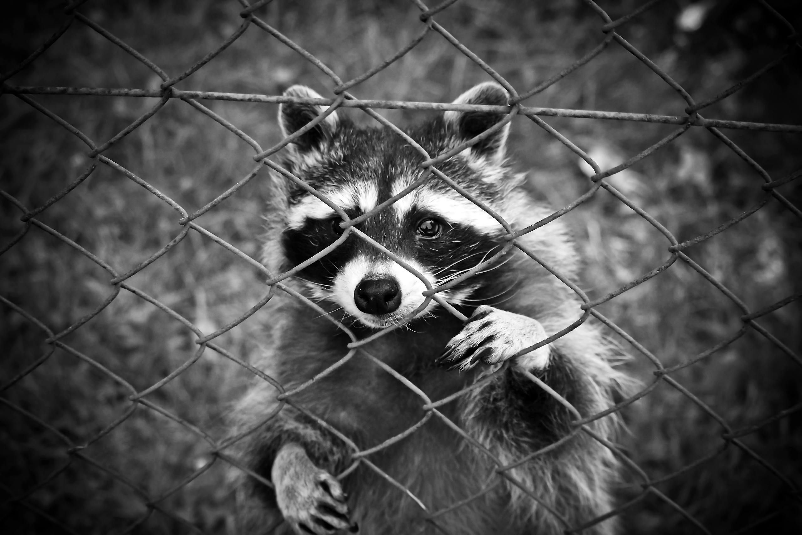 Spiritual Meaning of a Raccoon - Uncovering the Hidden Truths Image of a curious raccoon peers through a wire fence in a striking black and white close-up photograph.