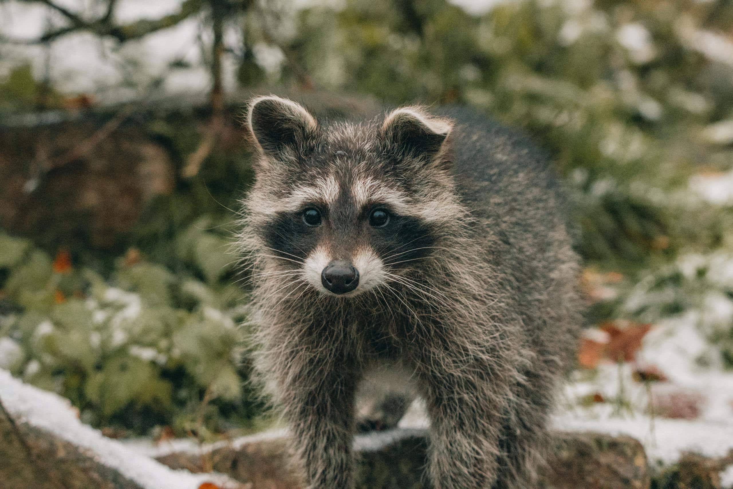 Spiritual Meaning of a Raccoon - Uncovering the Hidden Truths Image of a cute raccoon exploring a snowy forest, surrounded by trees and soft snow covering the ground.