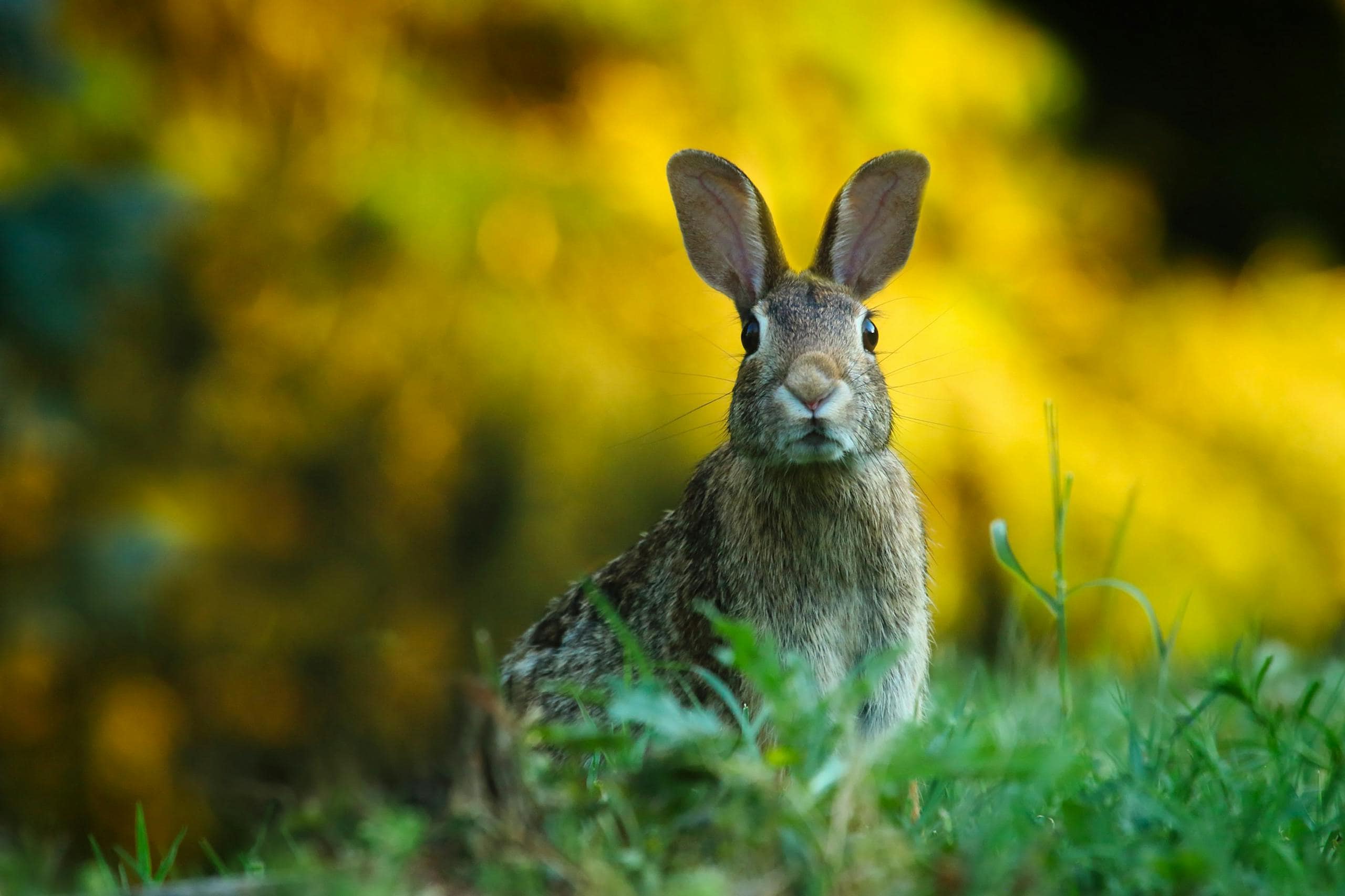 Top 10 Animals that Represent Fertility in Different Cultures Image of a cute wild rabbit peeks through lush green grass, its curious eyes wide and ears perked up attentively.