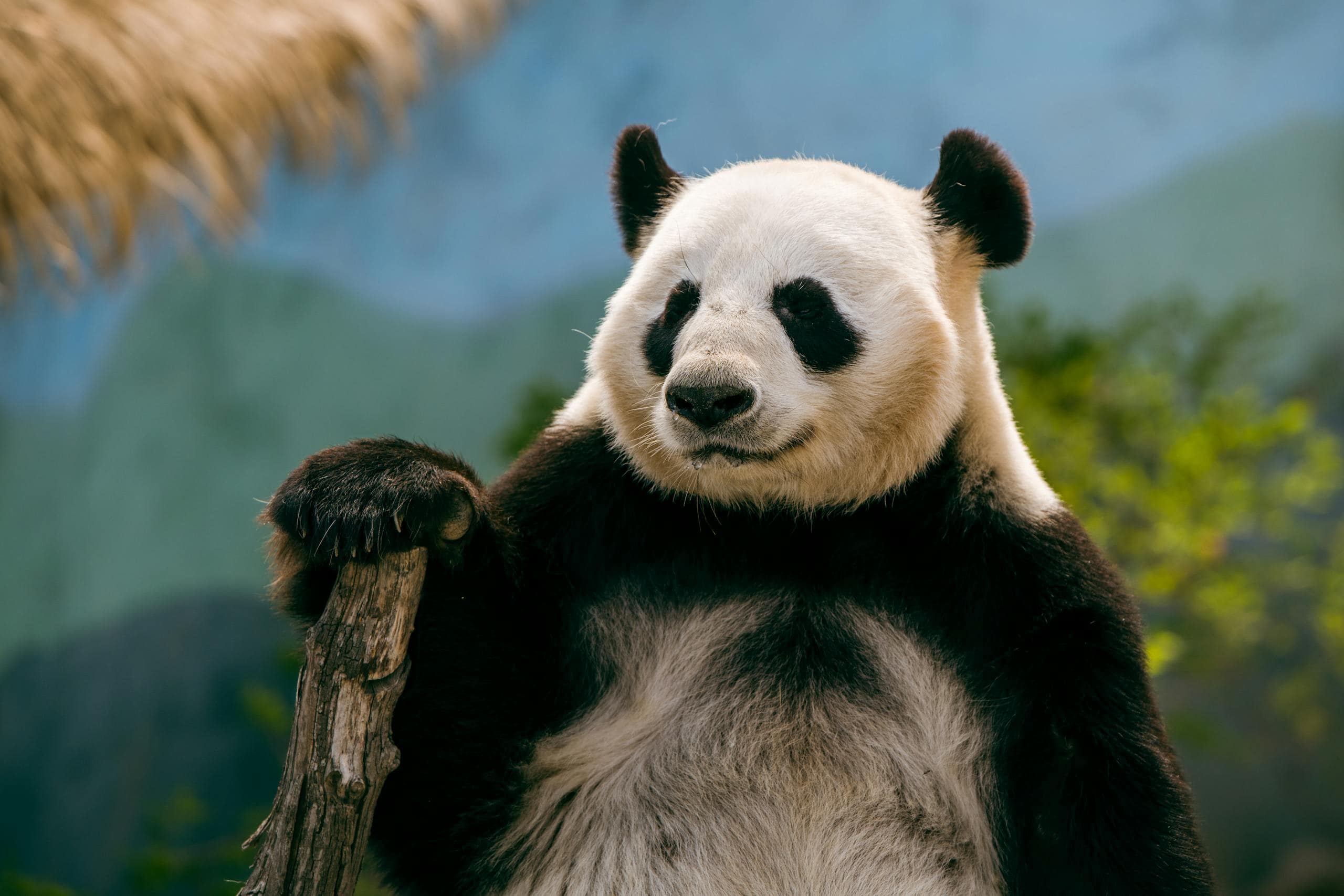 Panda as a Spirit Animal Meaning and Symbolism Image of a panda resting outdoors on grass, surrounded by greenery, with a relaxed and peaceful expression.