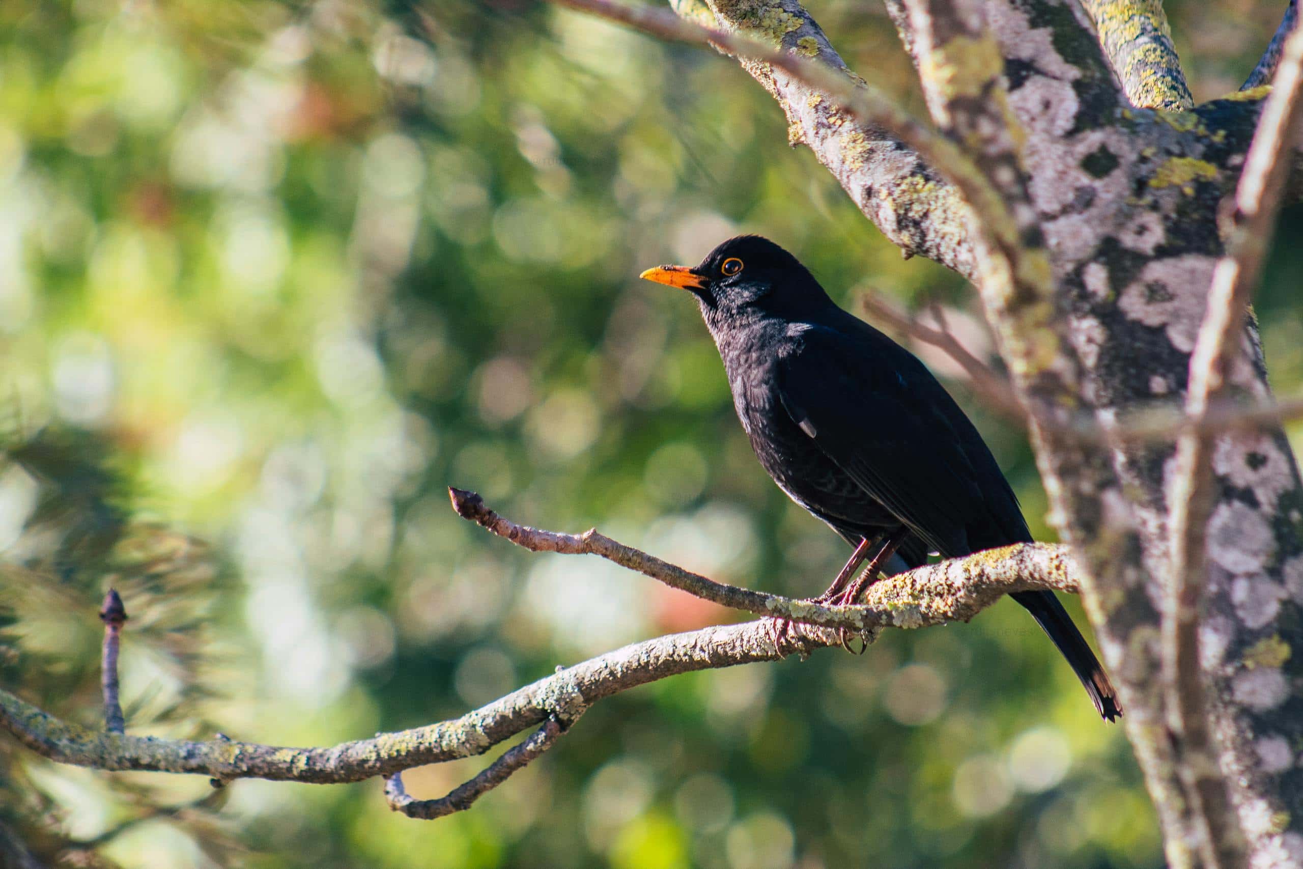 Spiritual Meaning of Blackbirds in Various Cultures and Dreams Image of a blackbird perched on a tree branch, its dark feathers contrasting against the soft, blurred background. Image used for the article spiritual meaning of blackbirds.