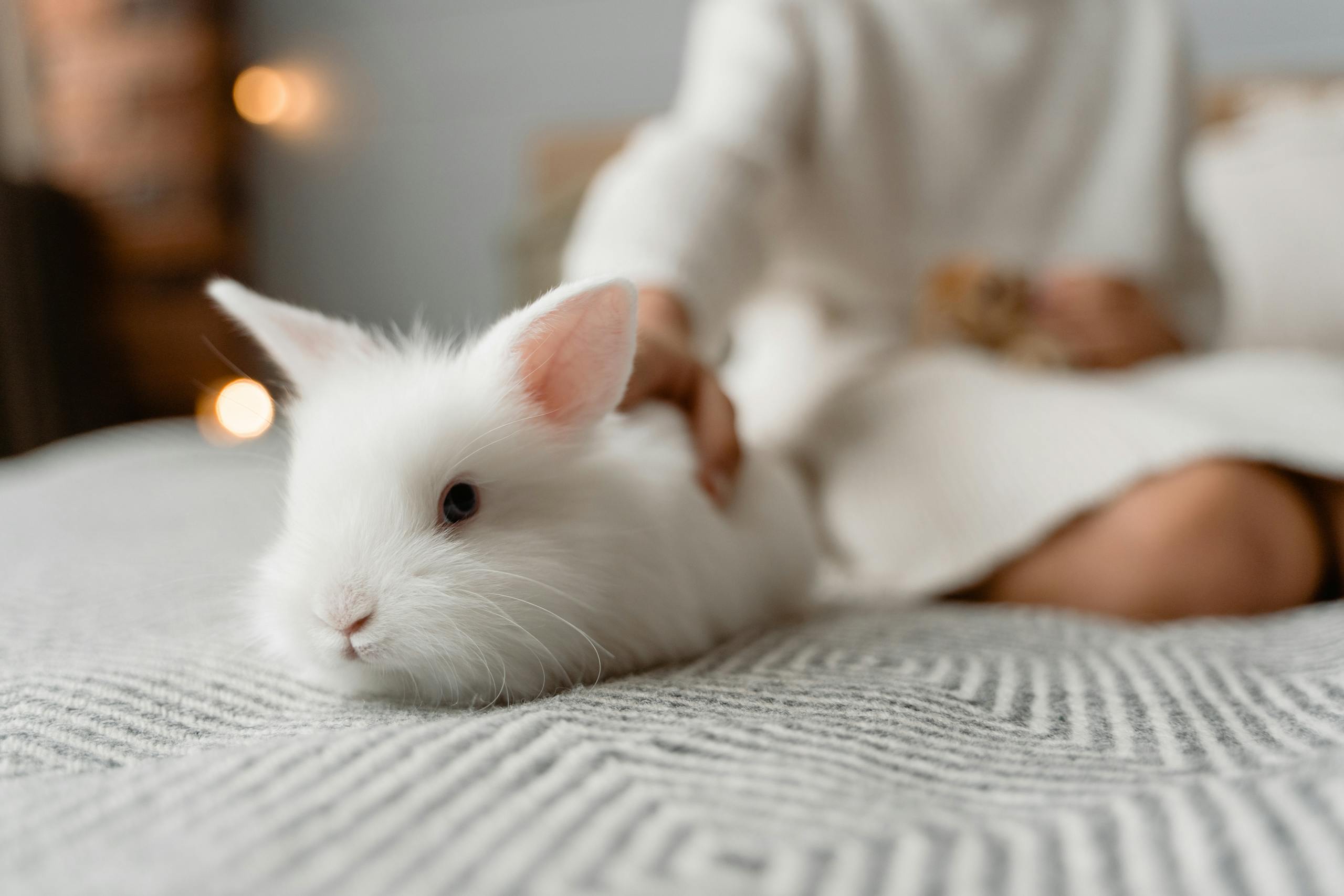 Rabbit Spiritual Meaning and Symbolism Image of a fluffy white rabbit snuggles on a cozy bed beside a relaxed human, both enjoying a peaceful moment. Image used for the article rabbit spiritual meaning.