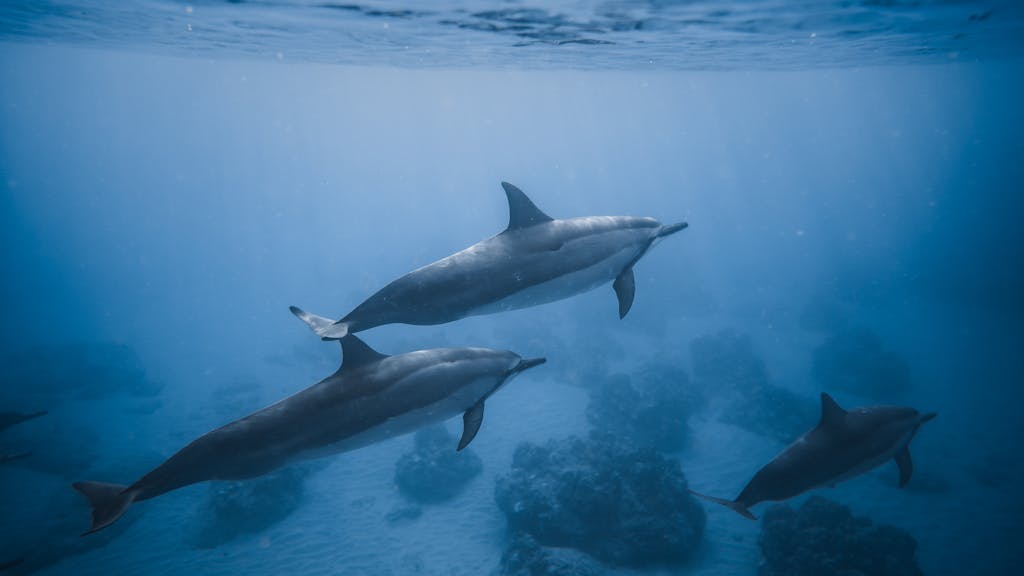 What Animal Represents Creativity? Top 15 Animals Image of a pod of dolphins swims through the clear blue ocean under bright sunlight.