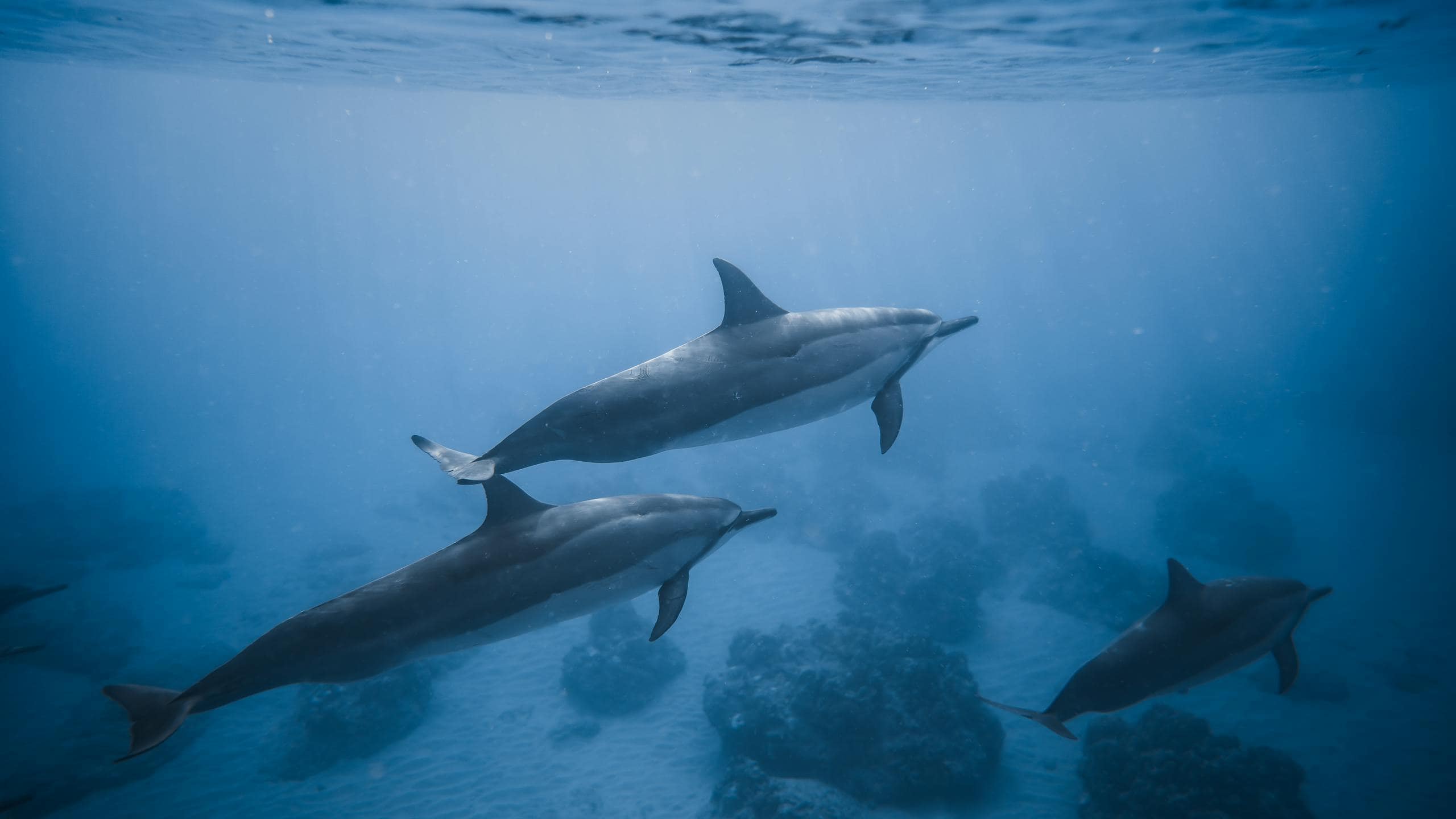 Dolphin as Spirit Animal - Spiritual and Symbolic Meaning Image of a pod of dolphins swims through the clear blue ocean under bright sunlight.