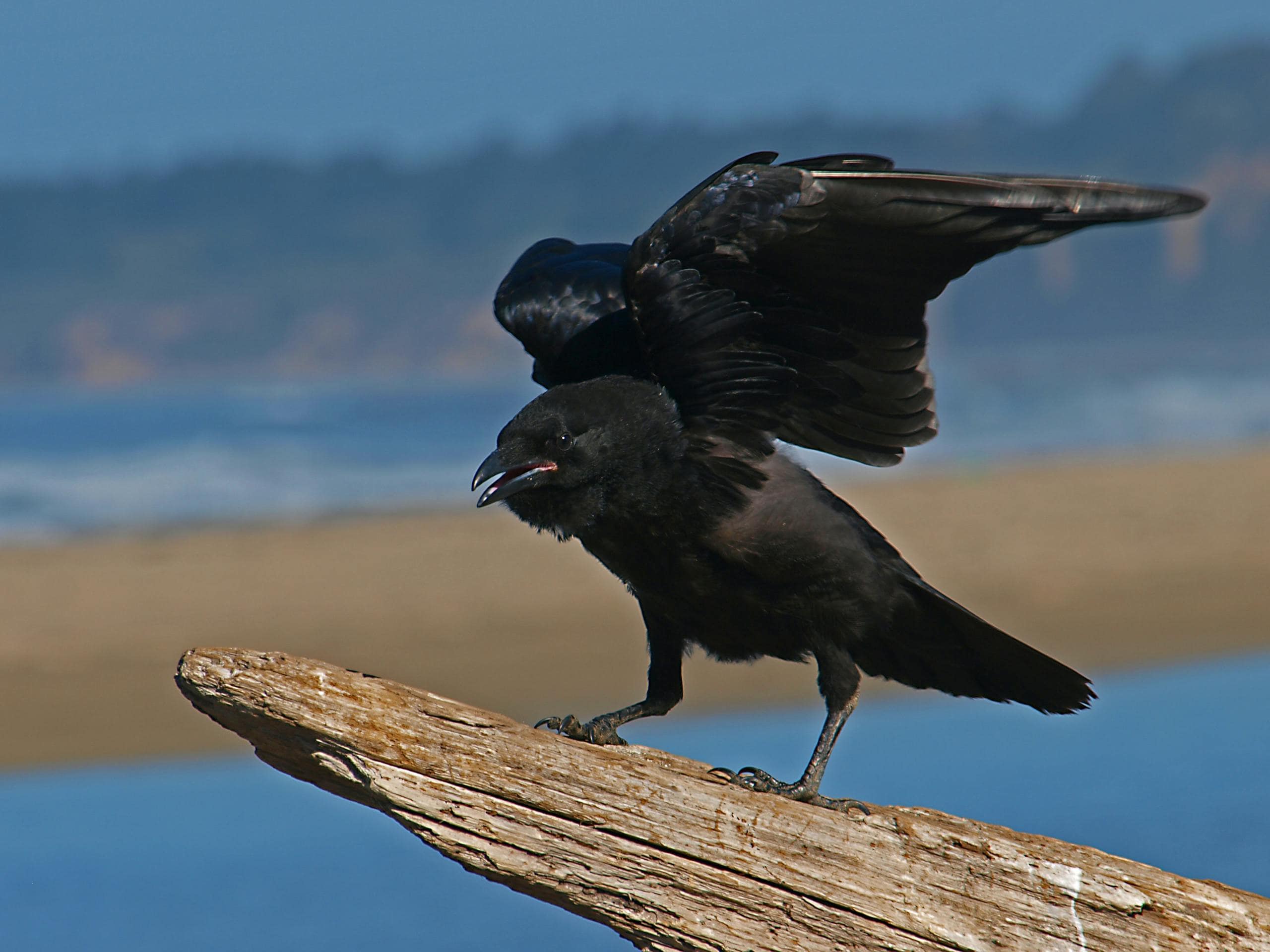 Image of a raven perches on driftwood by the beach, its dark plumage gleaming as its wings partially spread.
