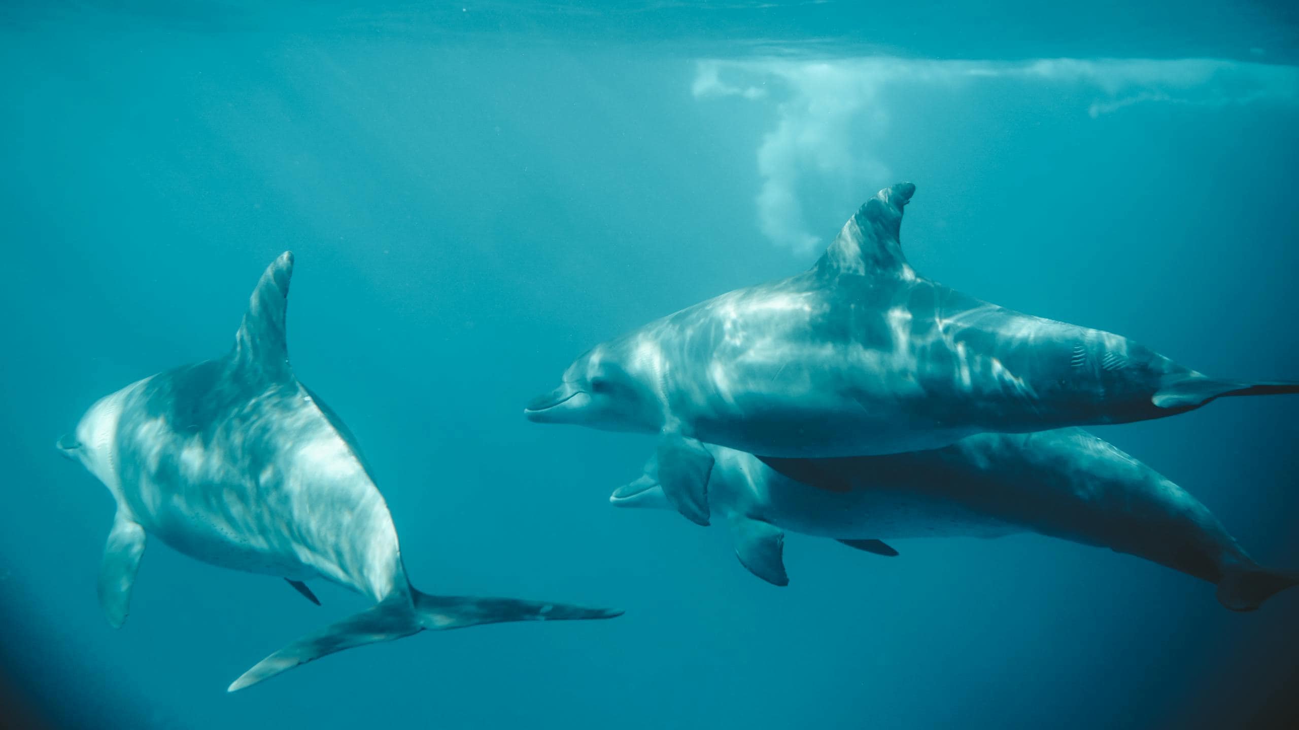 Dolphin as Spirit Animal - Spiritual and Symbolic Meaning Image of dolphins swimming underwater in clear blue ocean, surrounded by bubbles and sunlight rays. Image used for the article dolphin as a spirit animal.