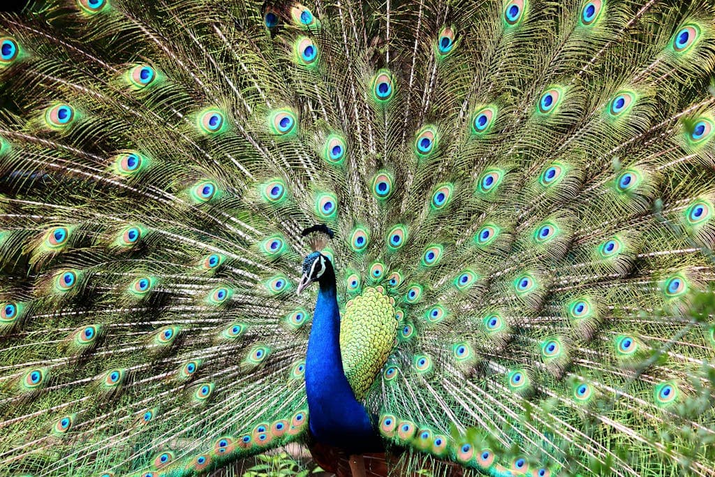 Animals that Represent Freedom in Spirituality Image of a peacock feathers displayed outdoors, showcasing vivid shades of blue, green, and iridescent hues.