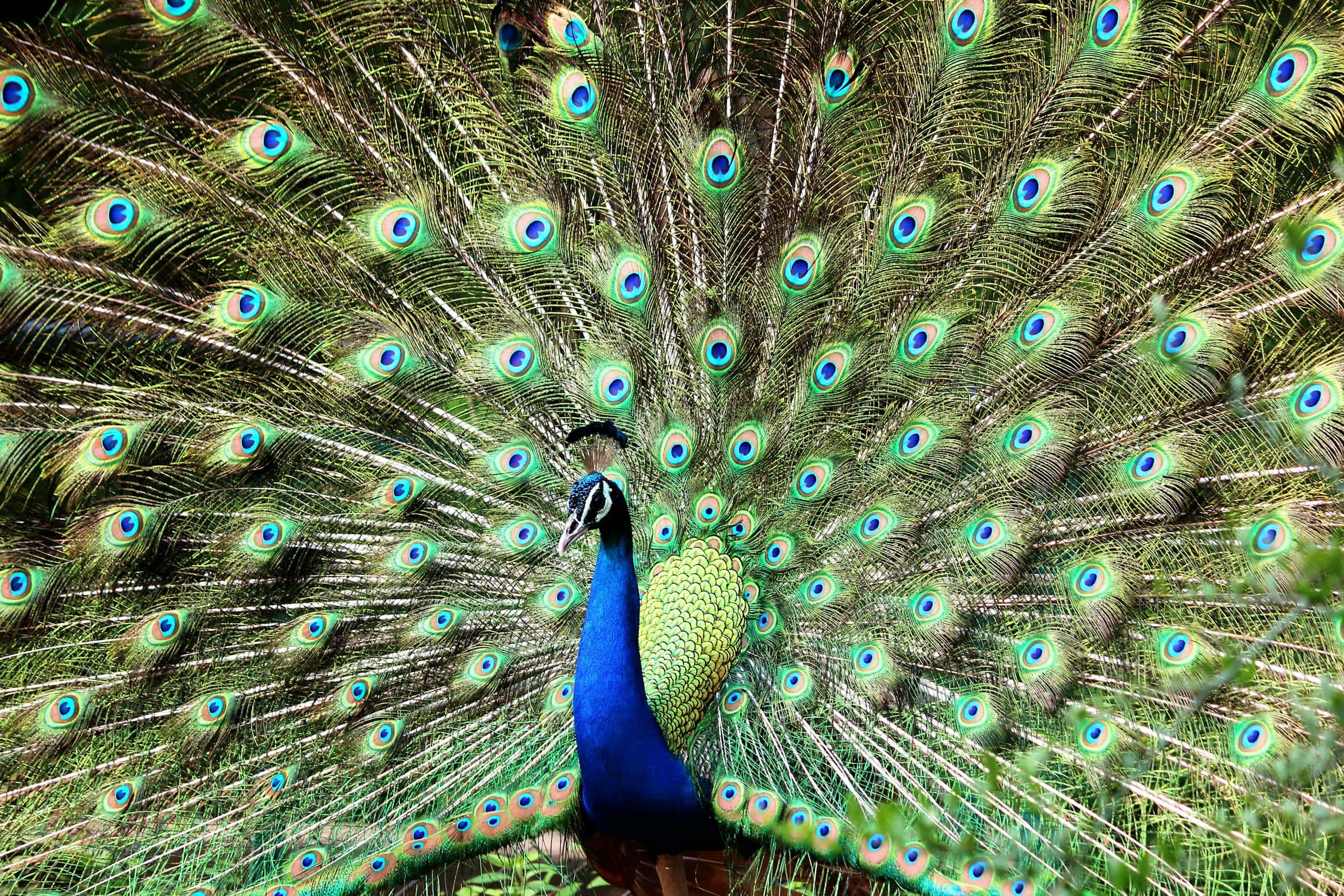What Do Peacocks Represent in Various Belief Systems and Your Dreams Image of a peacock feathers displayed outdoors, showcasing vivid shades of blue, green, and iridescent hues.