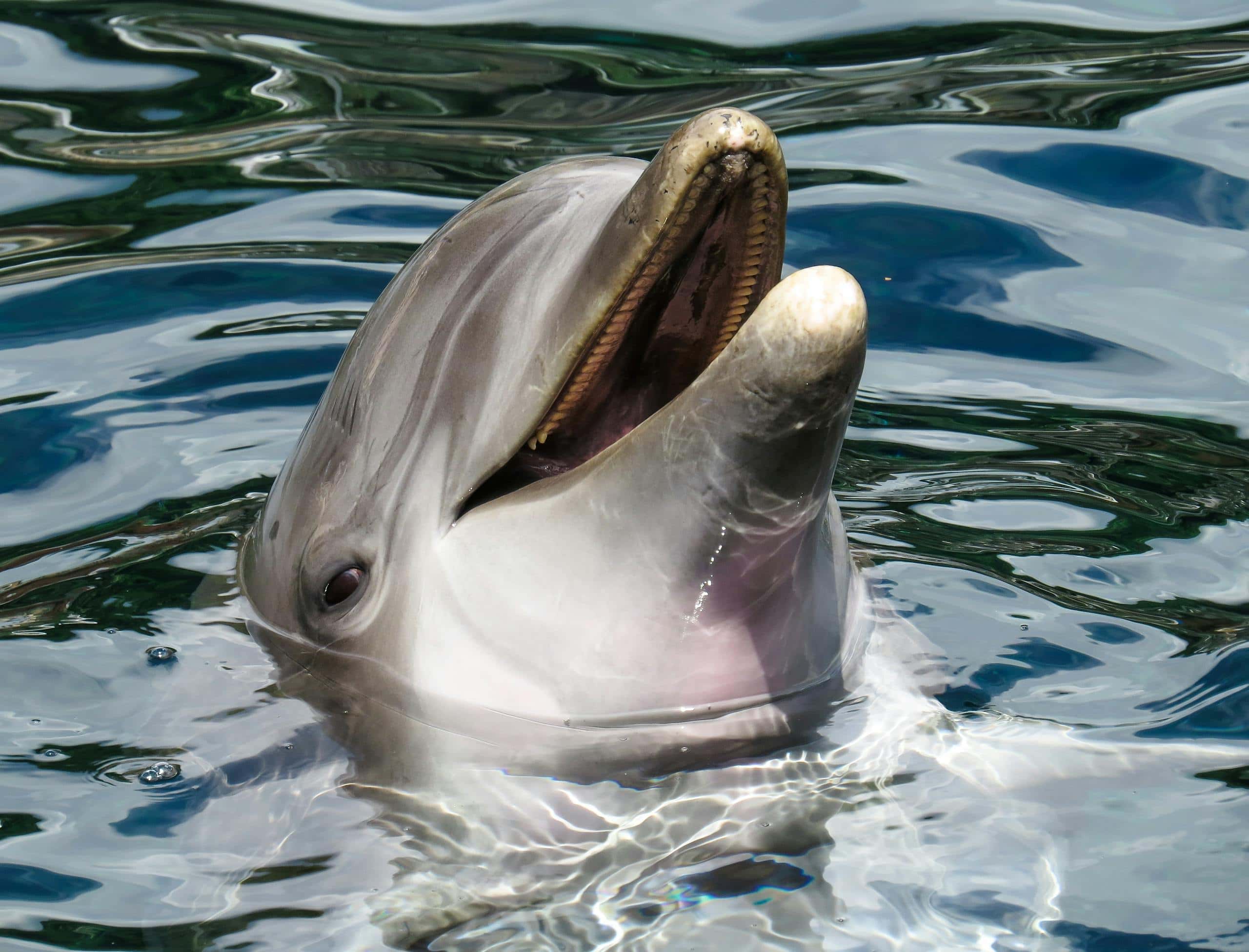 Image of a bottlenose dolphin gracefully emerging from the ocean, creating ripples and splashes in the water. Image used for the article dolphin as a spirit animal.