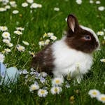 Adorable brown and white bunny sitting among daisies with Easter eggs on a spring day.