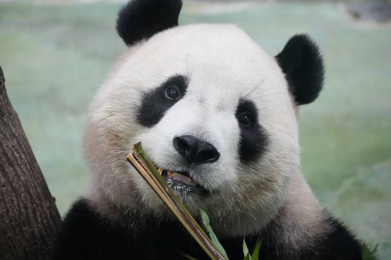 Close-up image of a giant panda chewing bamboo, showcasing its furry face and black-and-white markings. Image used for the article panda as a spirit animal.