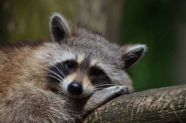 Close-up image of a raccoon resting on a tree branch, eyes half-closed, surrounded by textured tree bark. Image used for the article spiritual meaning of a raccoon.