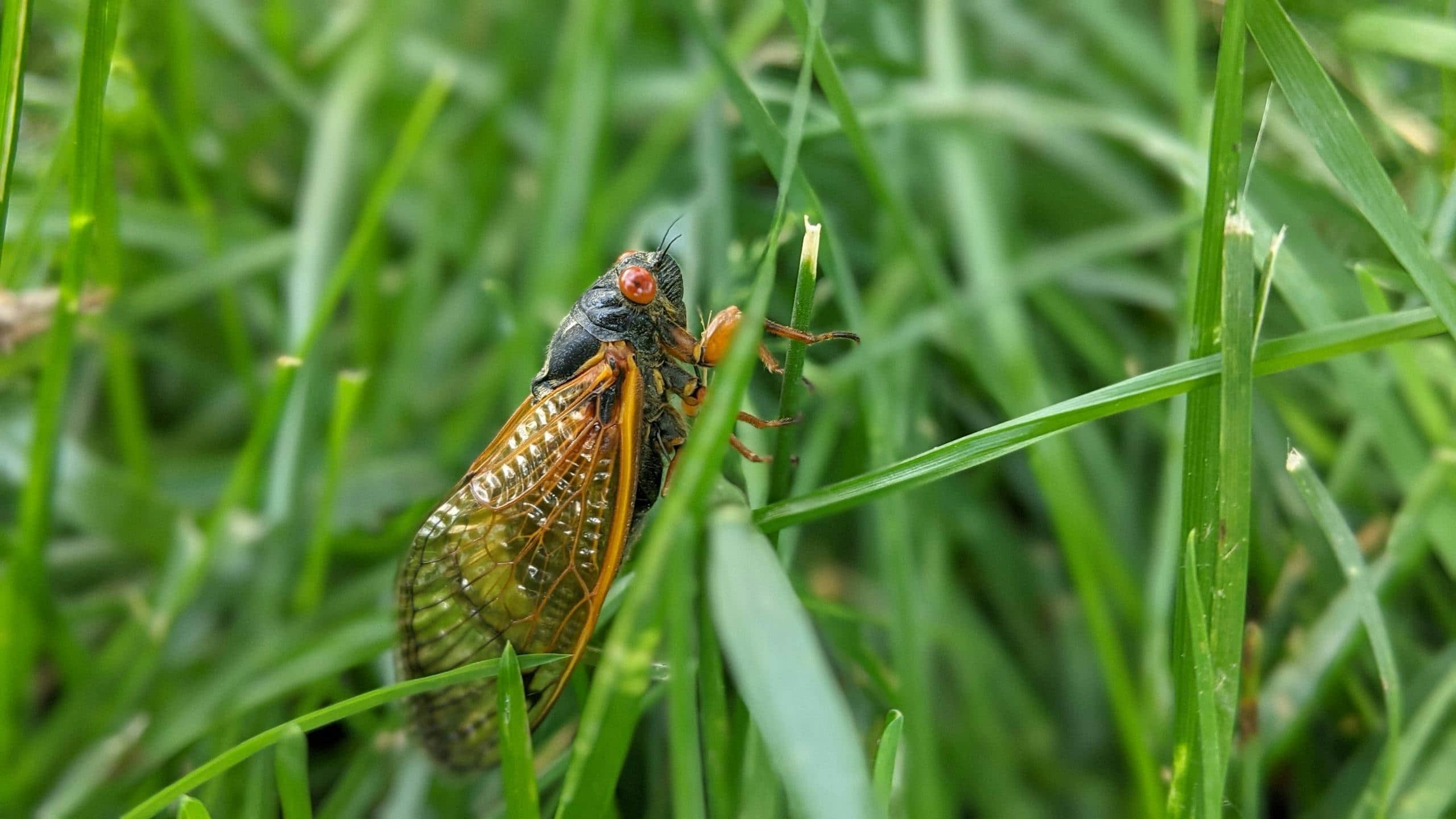 Image of a cicada perched on green grass blades, its textured body and delicate wings blending with the greenery.