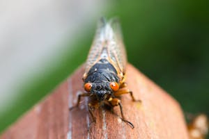 Image of a cicada perched on a branch outdoors, showcasing its translucent wings and detailed body in natural light. Image used for the article cicada spiritual meaning.