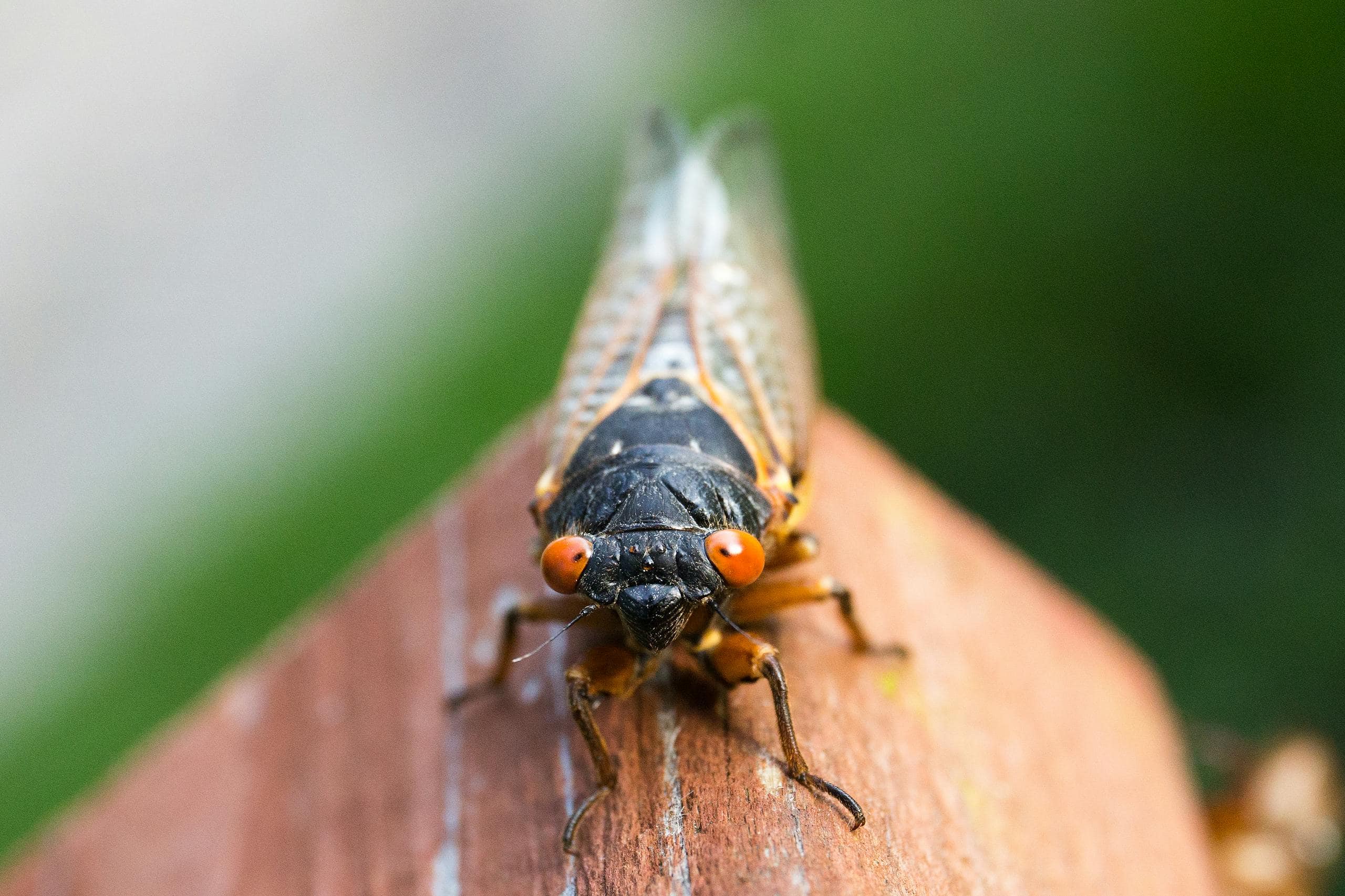 Image of a cicada perched on a branch outdoors, showcasing its translucent wings and detailed body in natural light. Image used for the article cicada spiritual meaning.
