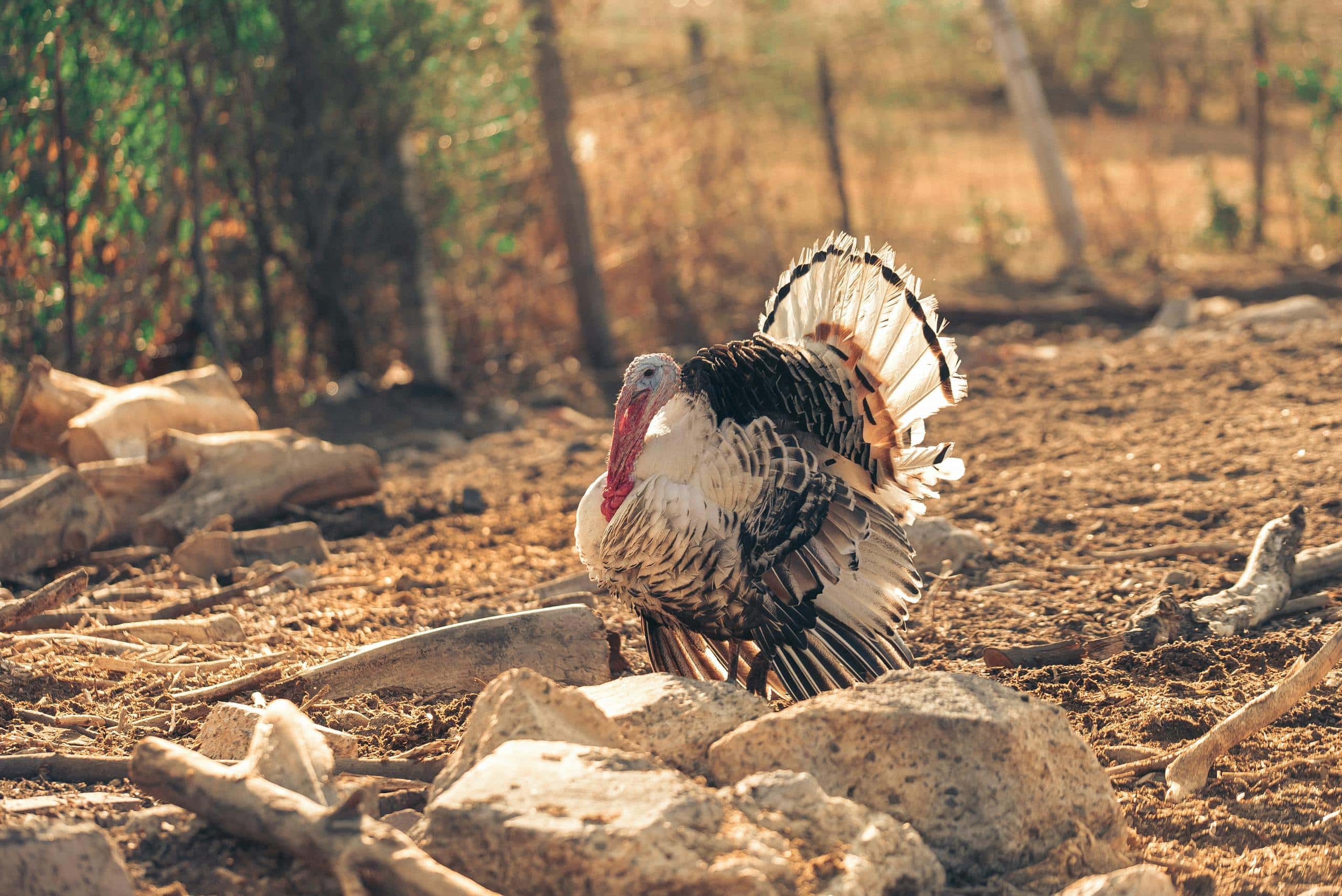 Image of a wild turkey displaying its feathers in a rustic countryside setting, standing outdoors in daylight.