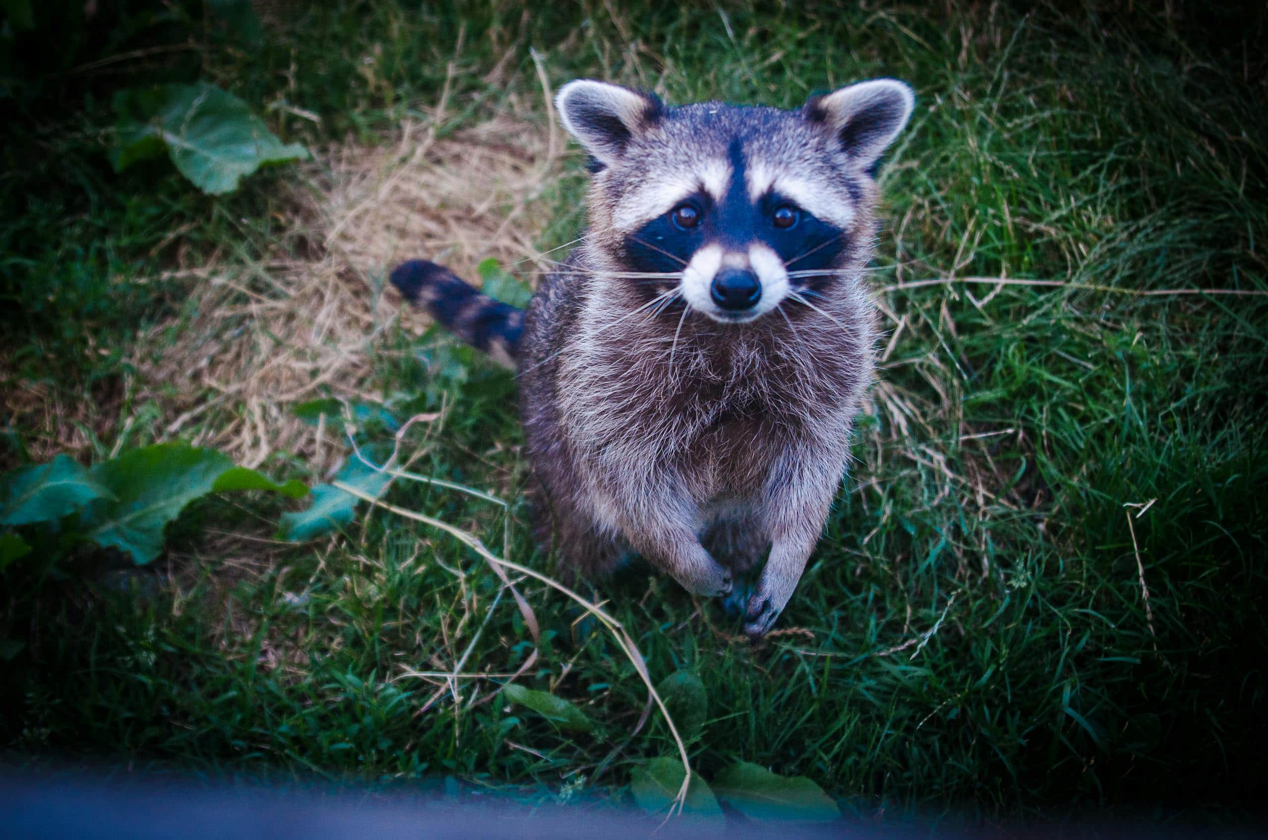 Spiritual Meaning of a Raccoon - Uncovering the Hidden Truths Image of a young raccoon standing on vibrant green grass, looking curious with its tiny paws and bright eyes. Image used for the article spiritual meaning of a raccoon.