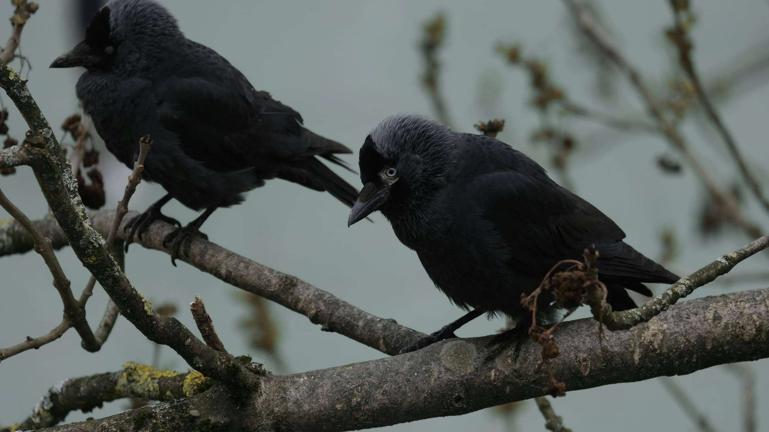 Spiritual Meaning of Blackbirds in Various Cultures and Dreams Close-up image of two blackbirds perched on a branch, displaying their sleek dark plumage against a soft, blurred natural backdrop.