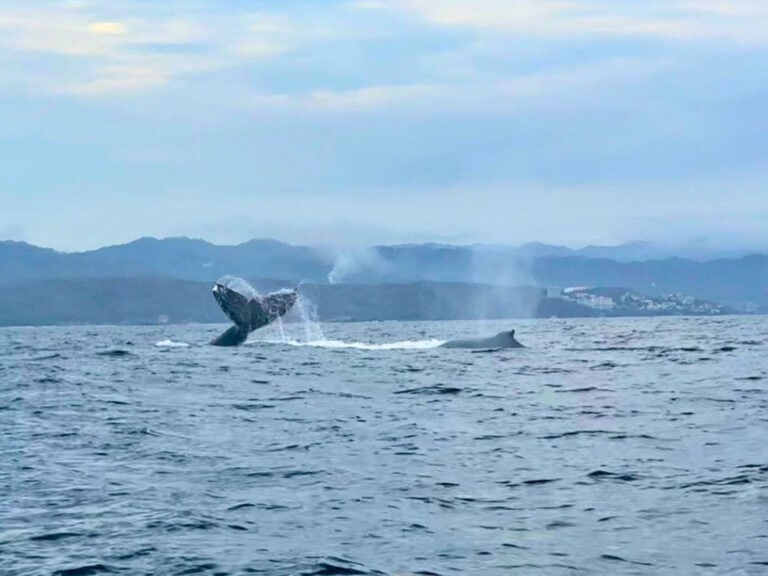 Two humpback whales surface off the coast, one breaching with its tail mid-splash while the other exhales a misty spout. The ocean is calm under a cloudy sky, with misty mountains and a coastal town visible in the distance.