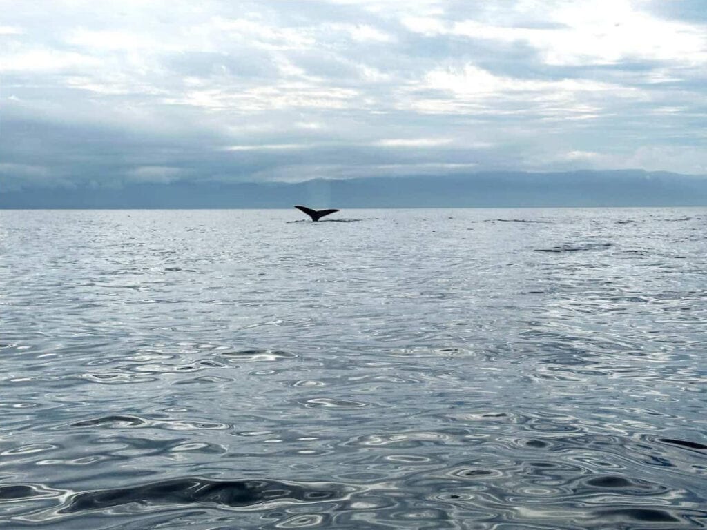 A humpback whale’s tail flukes rise above the calm, rippling ocean as it dives beneath the surface, framed by a moody sky and distant mountains on the horizon. The scene captures a tranquil moment in open water.