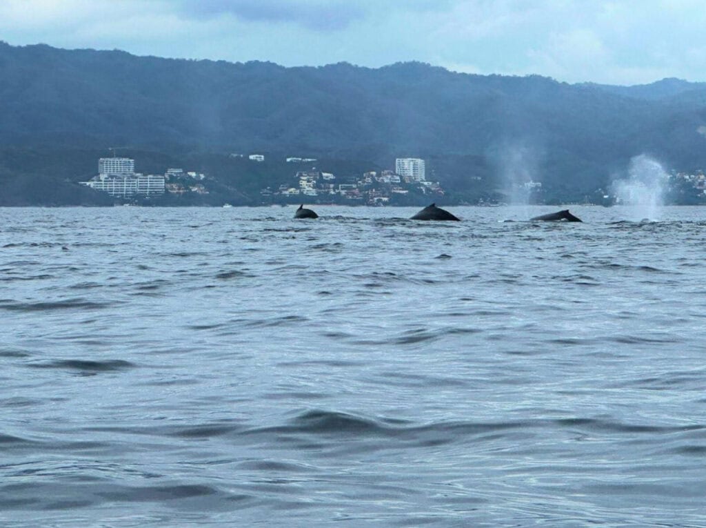 Several humpback whales surface near the coastline, their dark backs and dorsal fins visible above the water alongside bursts of mist from their blowholes. In the background, a coastal town with buildings nestled against forested hills completes the dramatic seascape.
