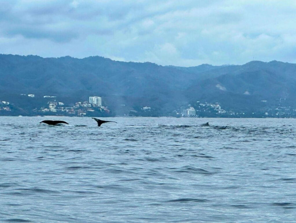 Two humpback whales dive in unison, raising their tail flukes above the water near a coastal town backed by misty, forested mountains. More whales surface nearby, with the calm sea reflecting the overcast sky.
