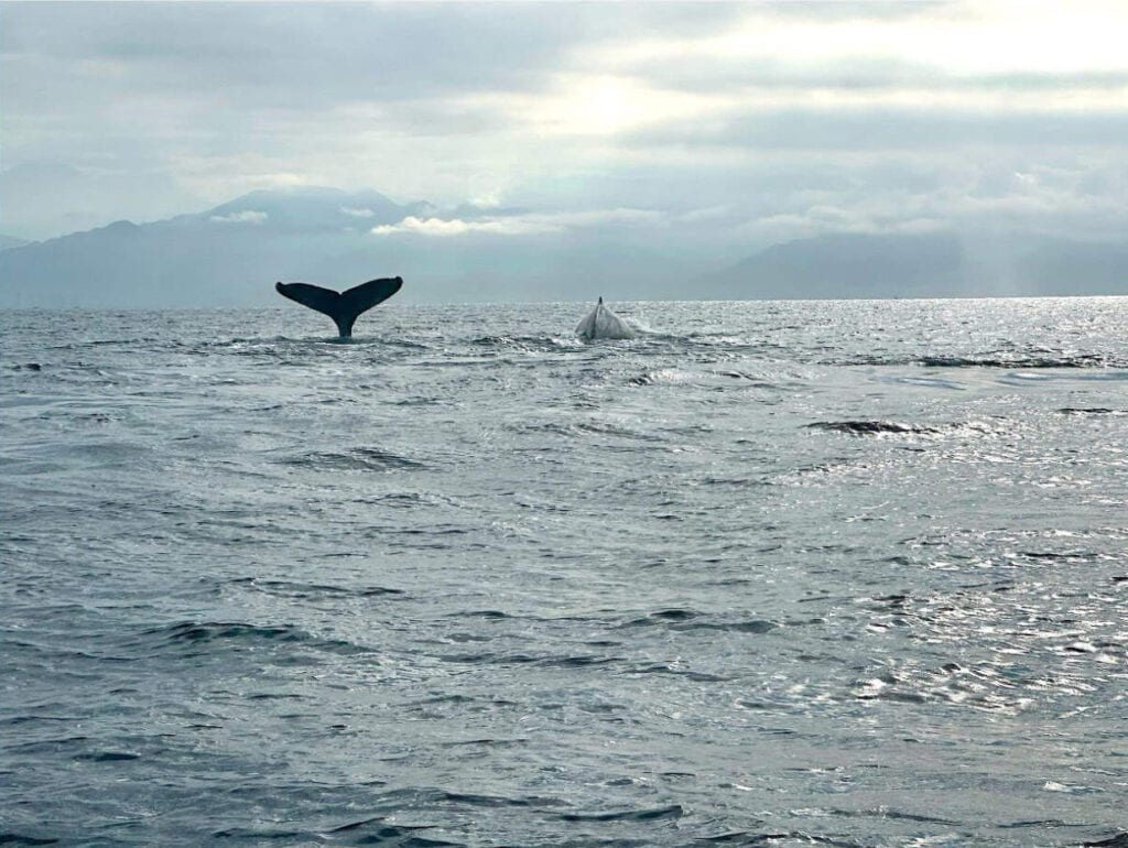 A humpback whale lifts its tail vertically out of the water as another surfaces nearby, creating gentle ripples across the silvery sea. The scene is set against a dramatic backdrop of misty mountains under a moody, cloud-filled sky.