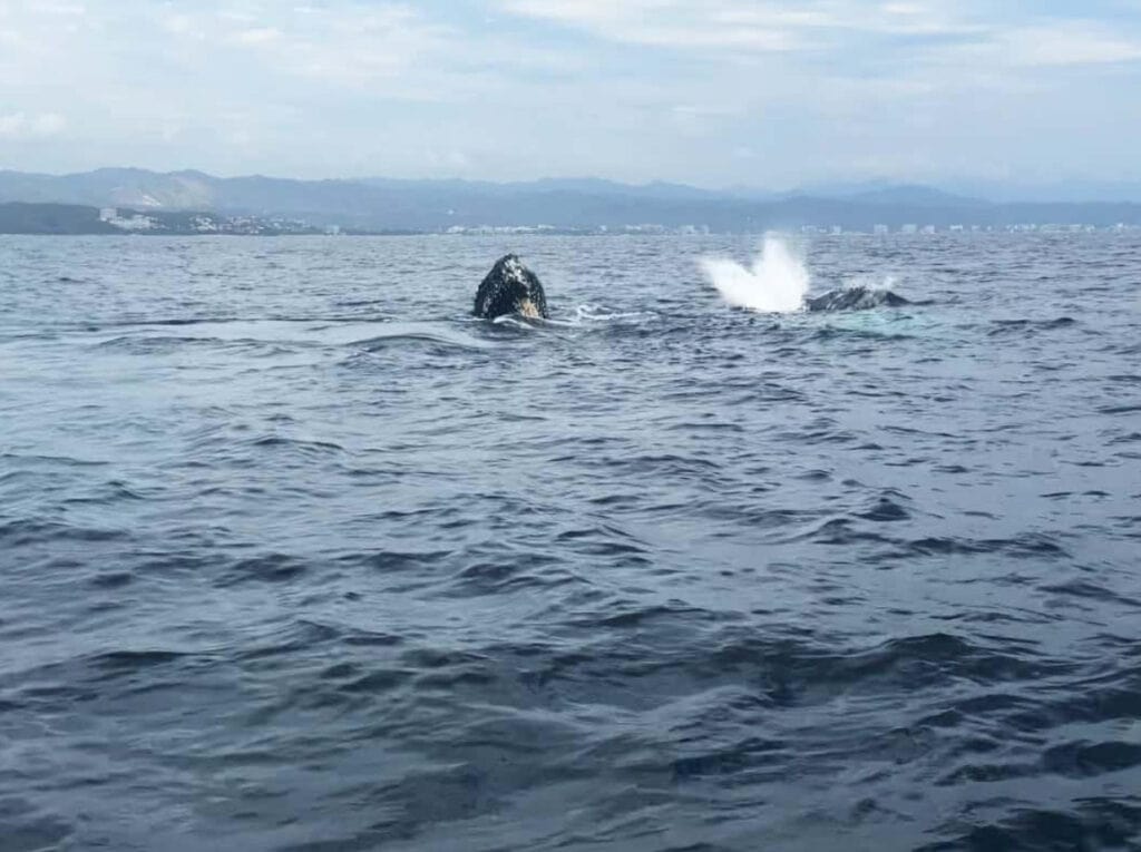 A humpback whale's barnacle-covered head emerges from the ocean as another whale creates a splash nearby, breaking the surface. The coastal skyline stretches along the distant horizon beneath a softly clouded sky.