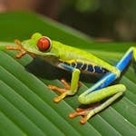 Image of a red-eyed tree frog with green skin and orange feet rests on a lush green leaf.