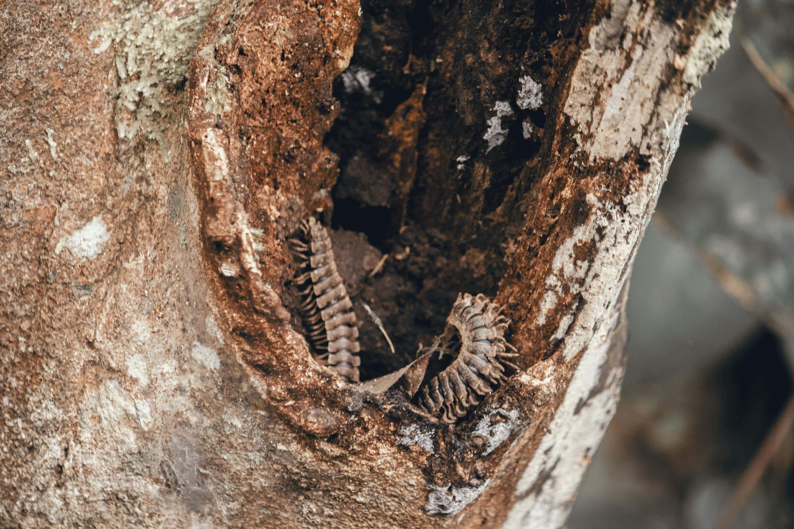 Image of a decaying tree trunk with centipedes crawling on it, surrounded by moss in a natural setting.