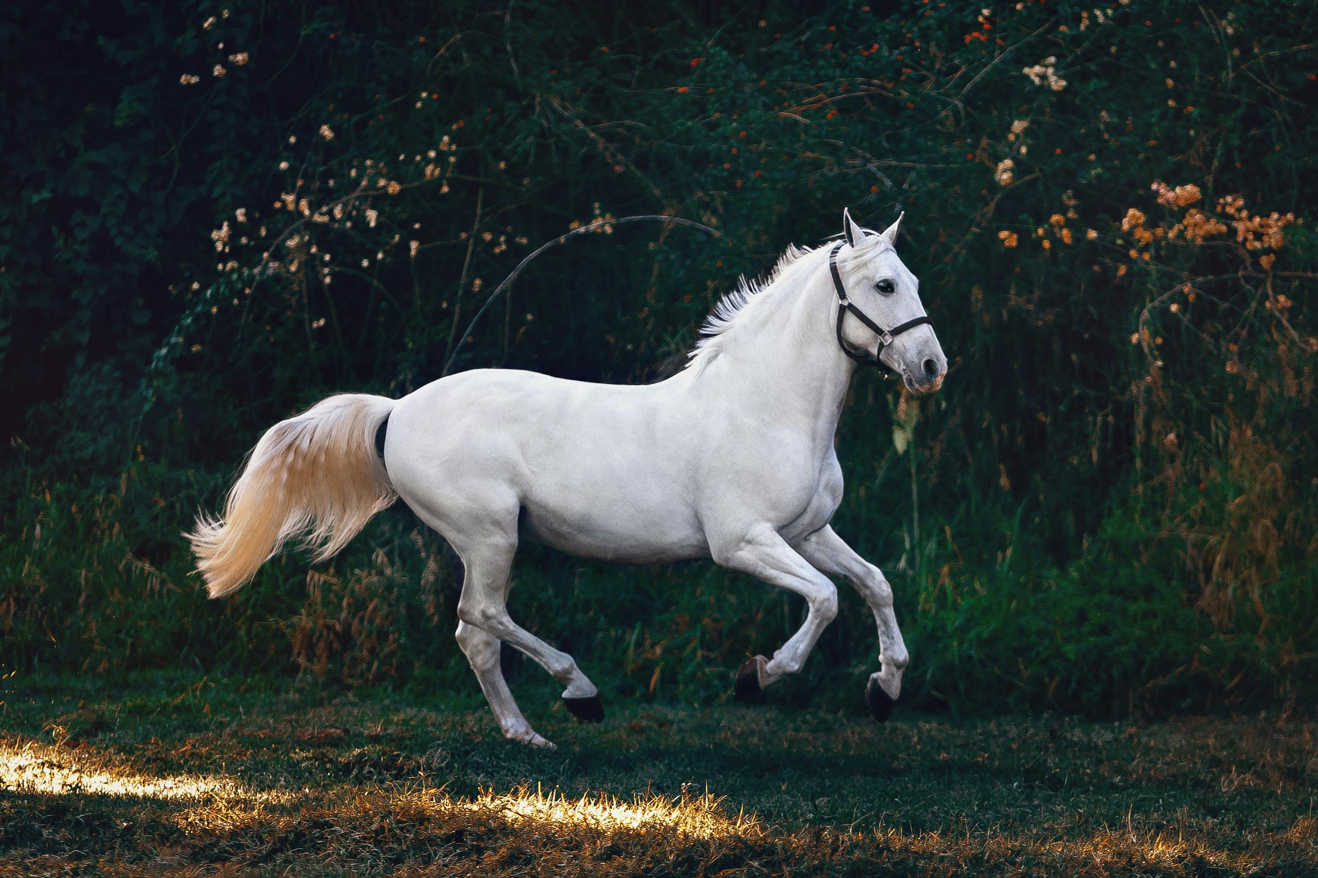 Animals that Represent Freedom in Spirituality Image of a white horse galloping freely through a vibrant green landscape under a clear, sunny sky.