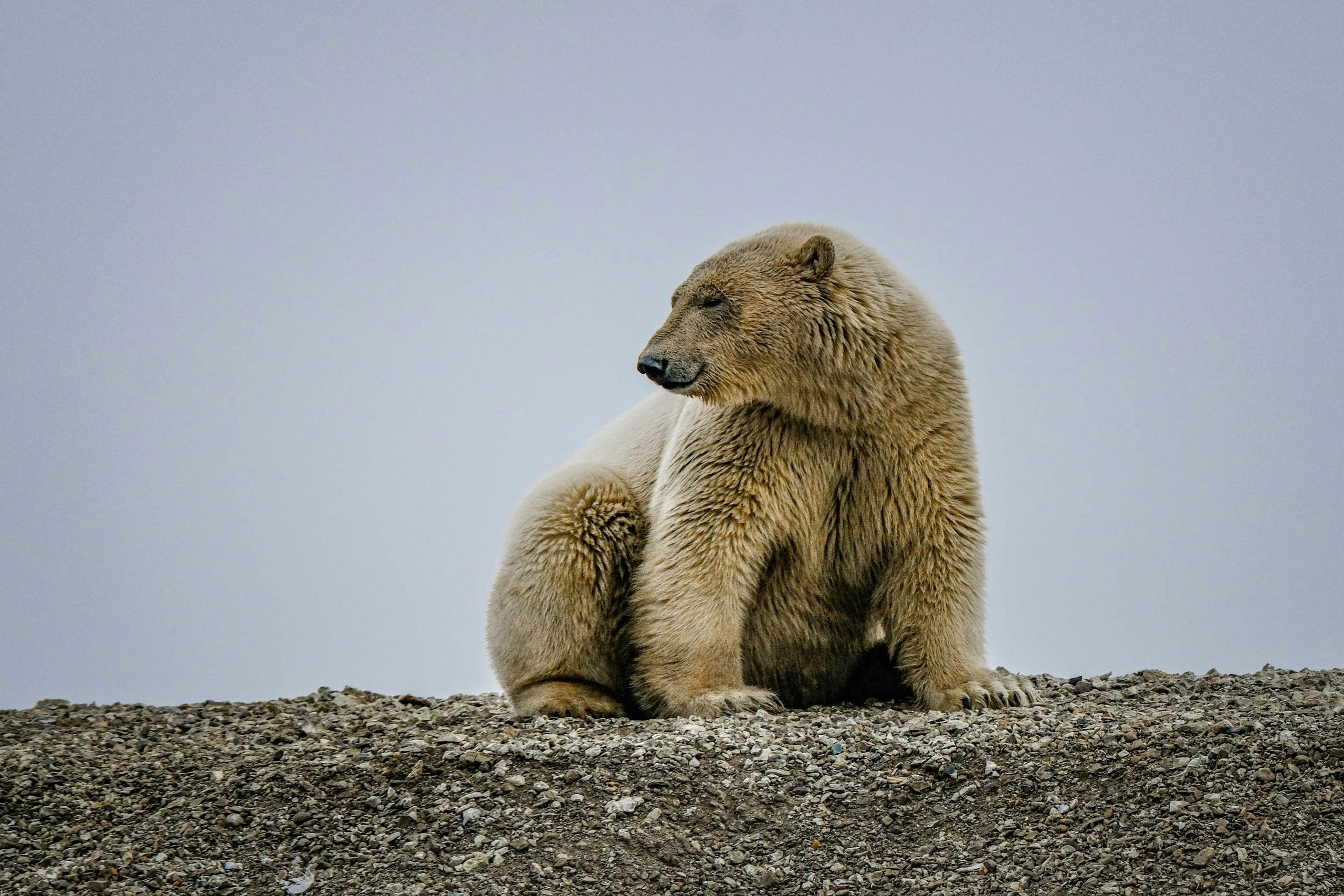 Image of a polar bear sitting on rocky ground, gazing ahead with a calm expression under a cloudy sky.
