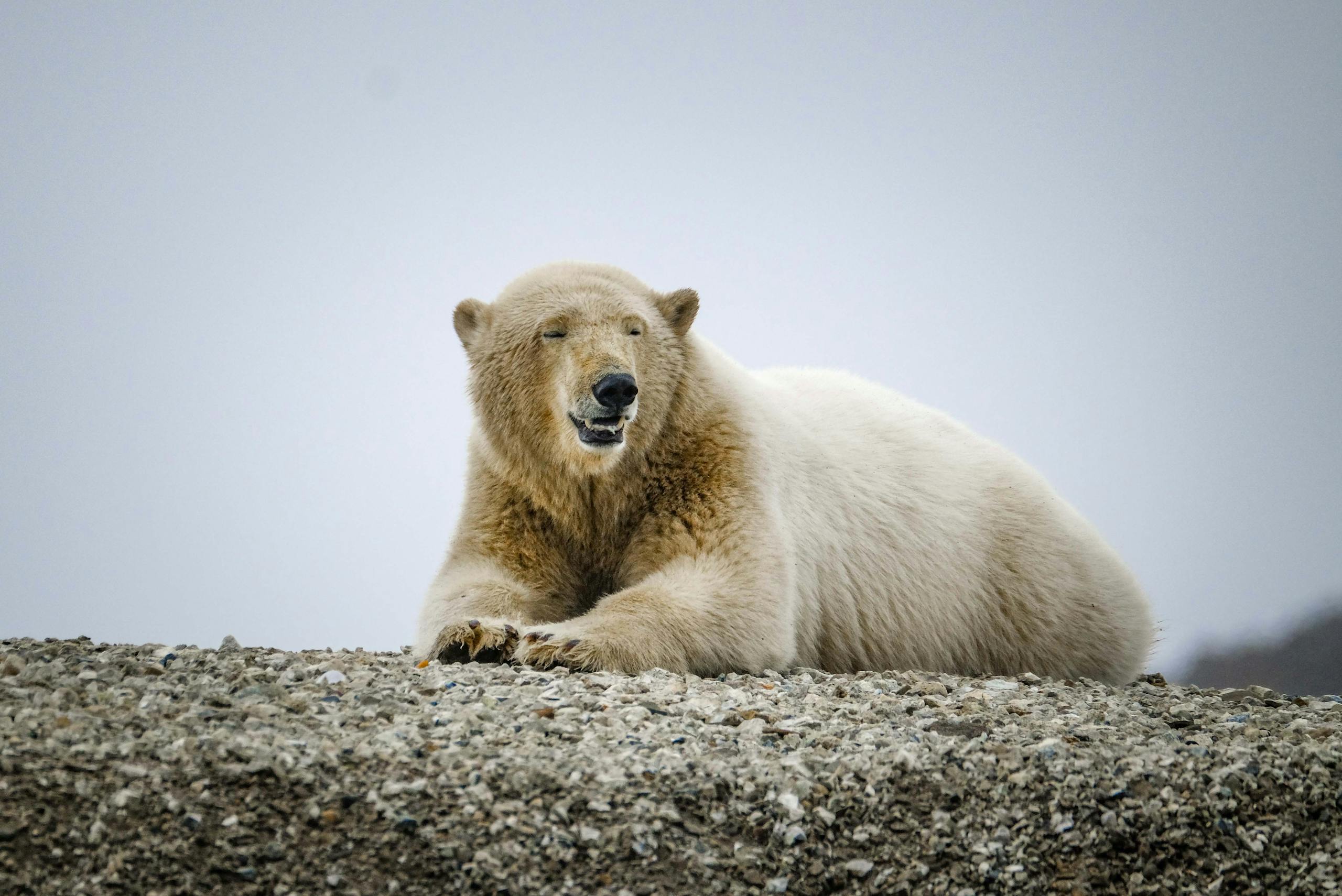 Close-up image of a polar bear resting on rocky Arctic terrain, surrounded by snow and ice under a cloudy sky. Image used for the article polar bear spirit animal meaning.